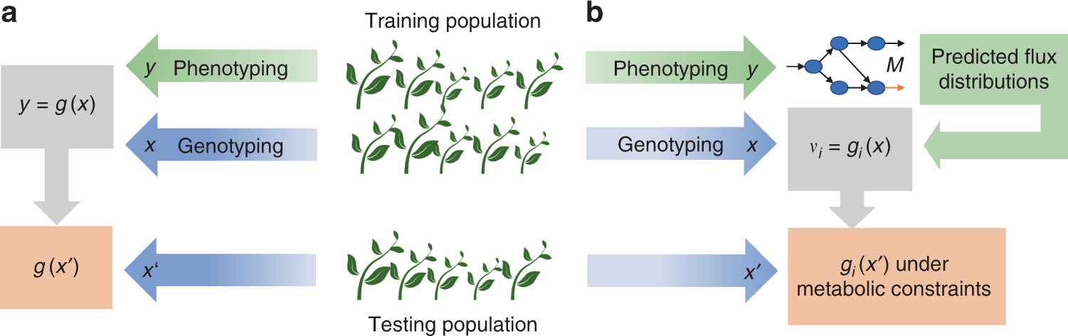 Integrating molecular markers into metabolic models improves genomic  selection for Arabidopsis growth | Nature Communications