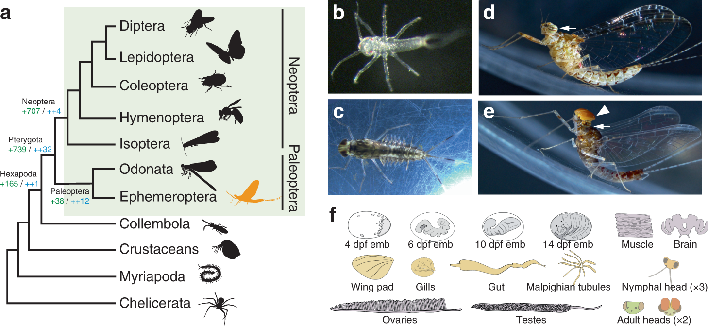 Genomic adaptations to aquatic and aerial life in mayflies and the origin  of insect wings | Nature Communications