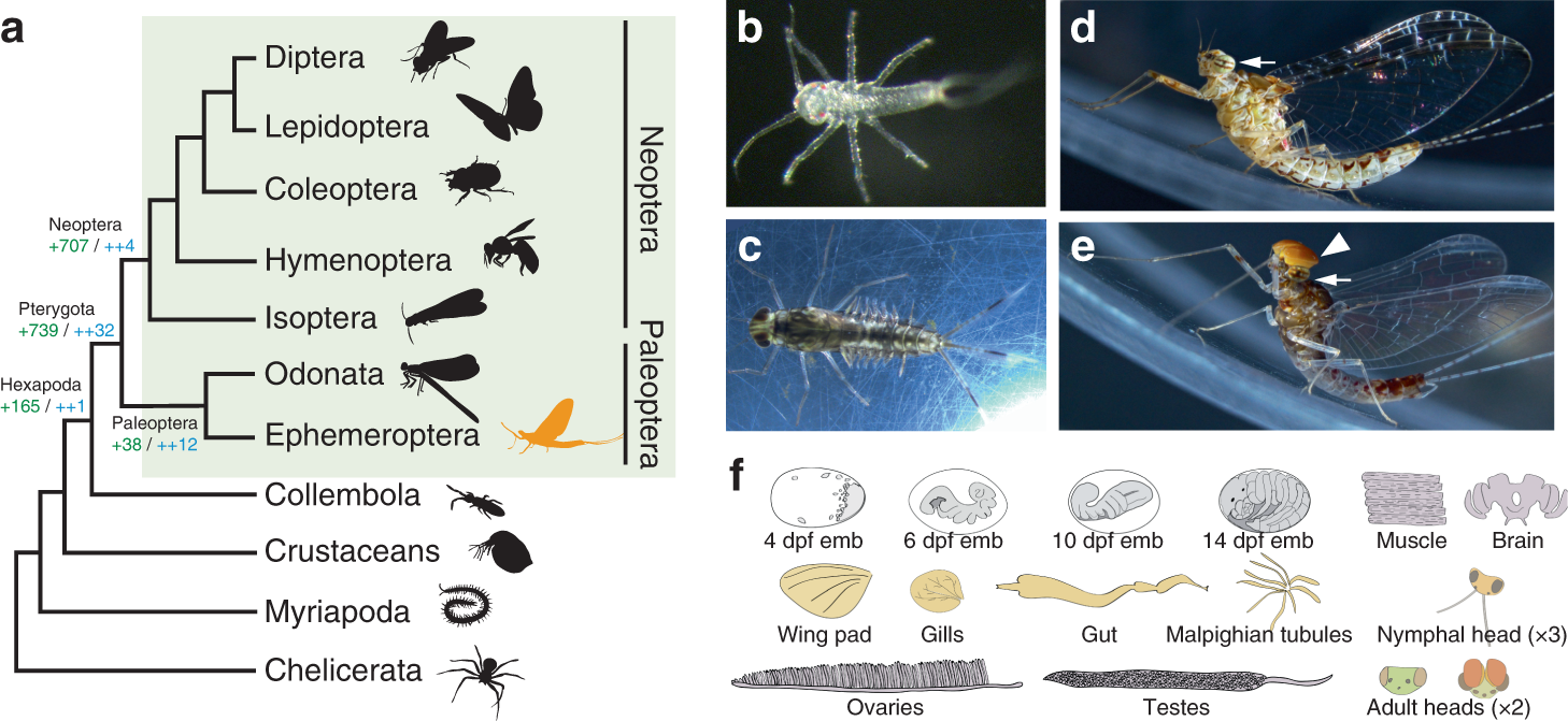 III. Factors Affecting Insect Development