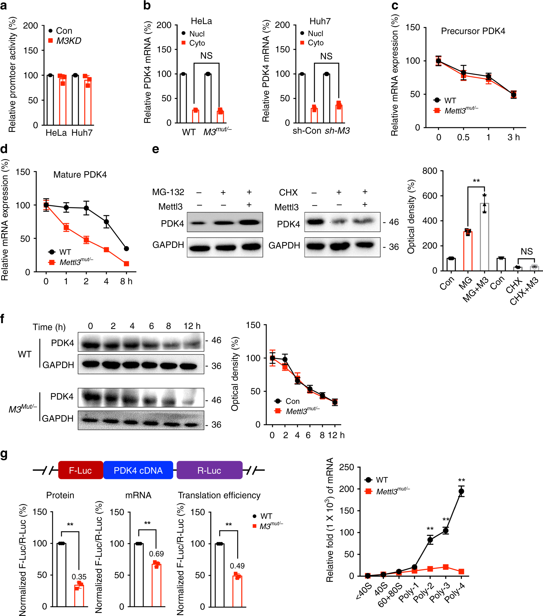 Fig. 3: m6A regulates the mRNA stability and translation of PDK4 in cancer cells.