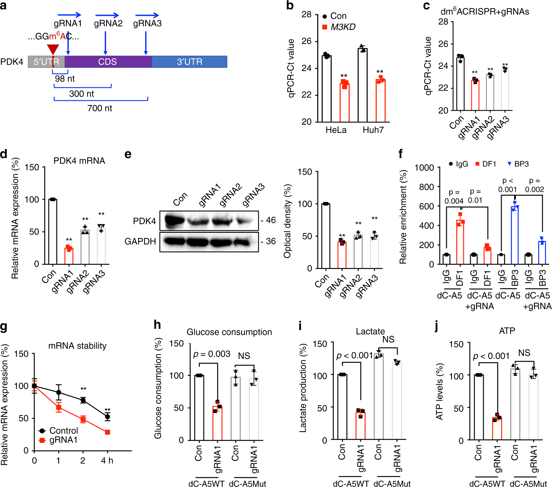 Fig. 6: Targeting m6A of PDK4 by dm6ACRISPR re-programs metabolic of cancer cells.