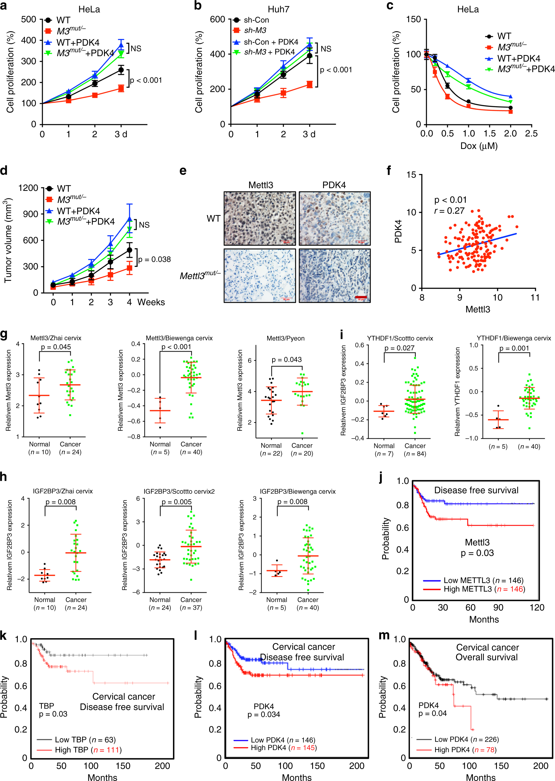 Fig. 8: PDK4 is involved in m6A regulated cancer progression.