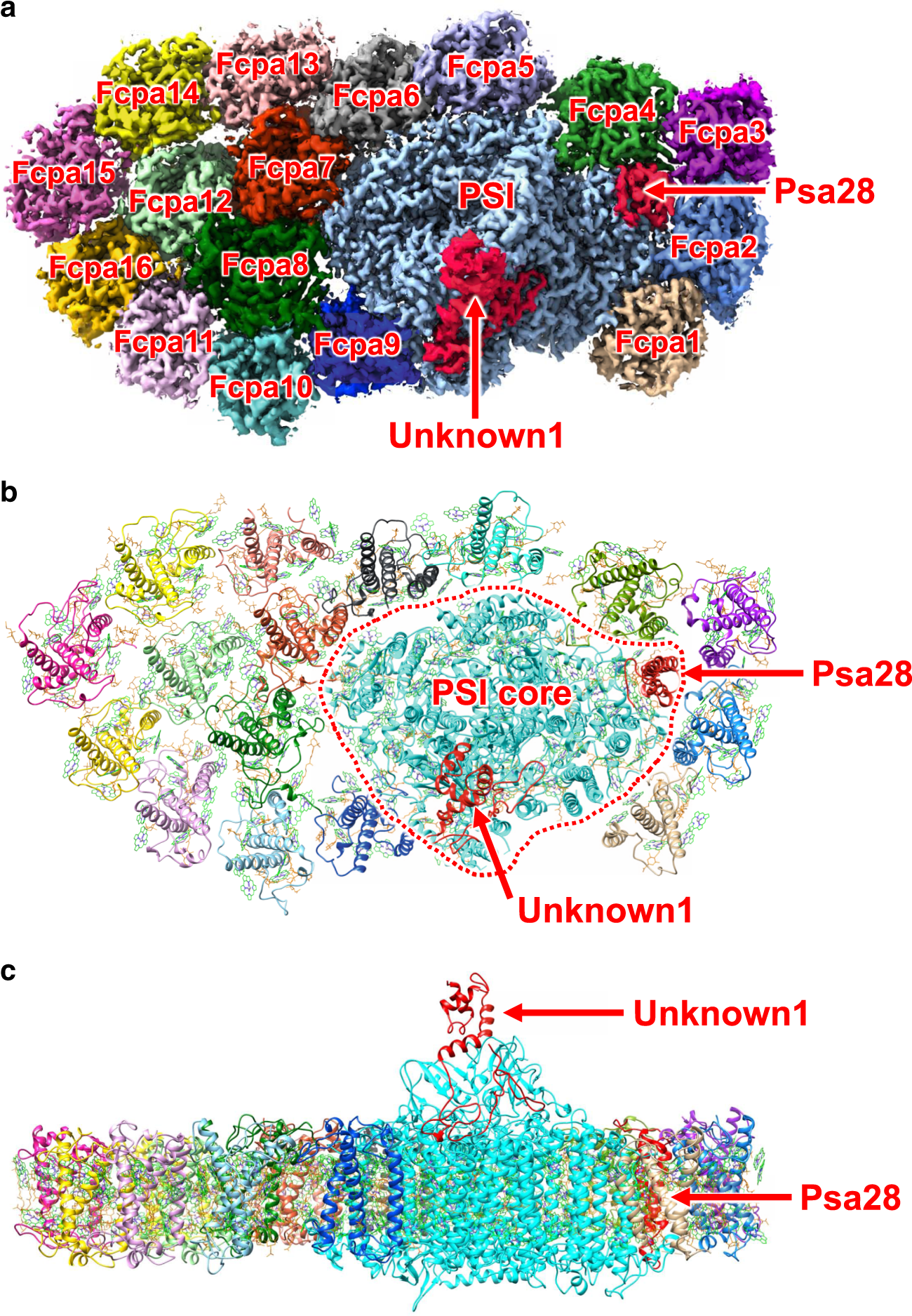 The Extended Light-Harvesting Complex (LHC) Protein Superfamily:  Classification and Evolutionary Dynamics