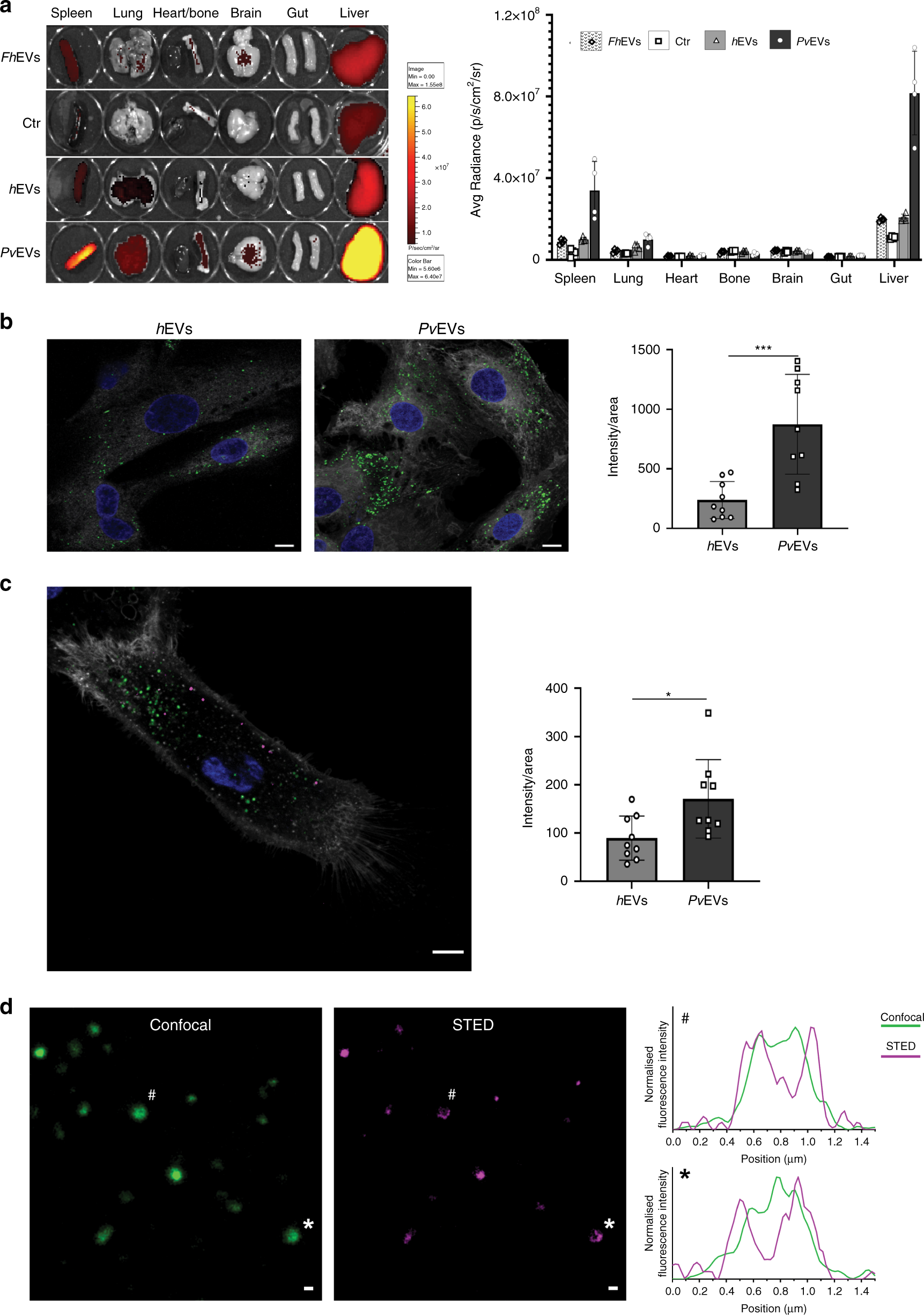 Fig. 2: In vivo distribution of EVs and taken up experiments.