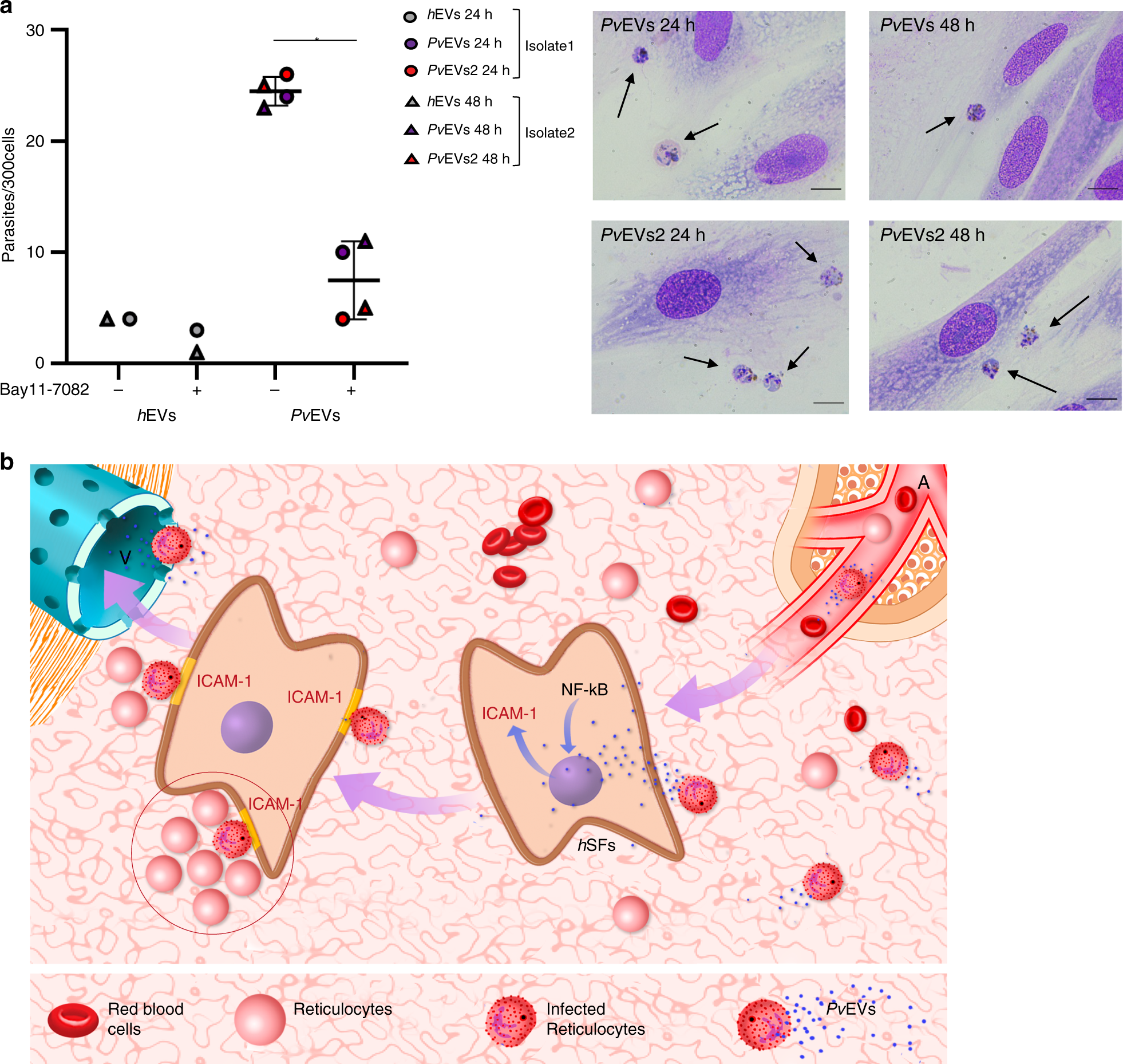 Fig. 4: Binding of P. vivax-infected reticulocytes to hSFs is NF-kB dependent.