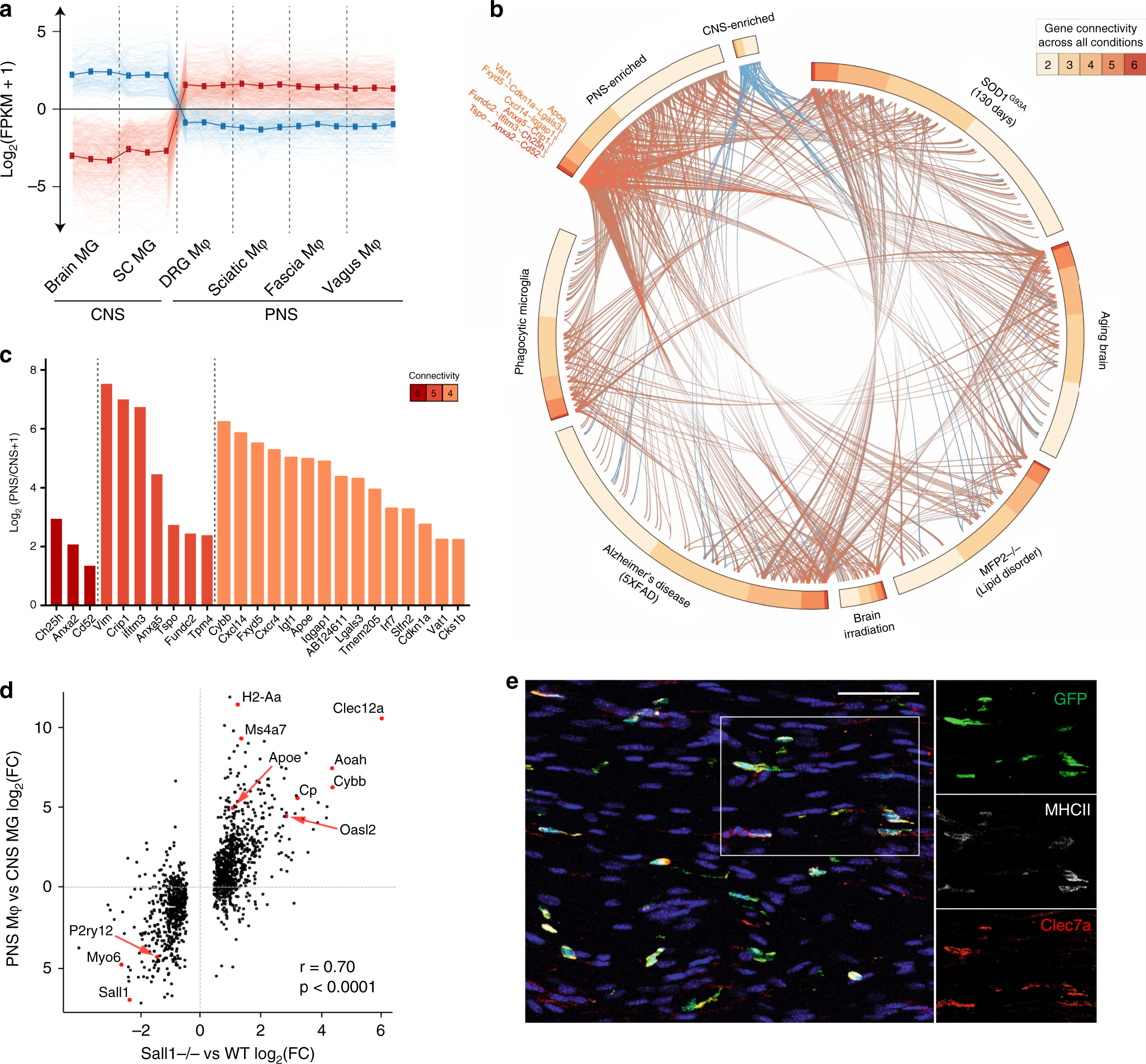 Fig. 3: PNS macrophages constitutively express transcripts associated with activated microglia.
