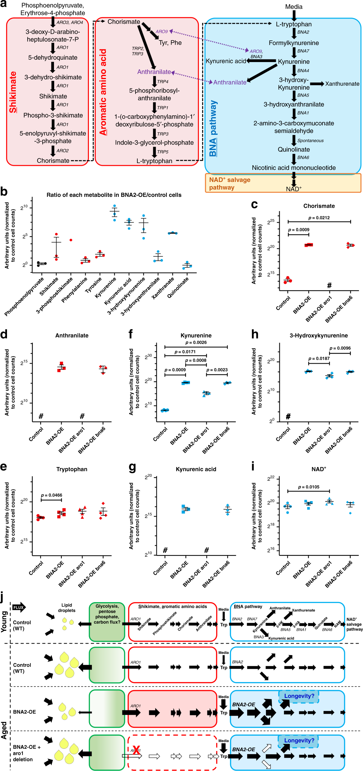 Fig. 3: SA pathway metabolite levels anti-correlate with lipid droplet levels during aging.