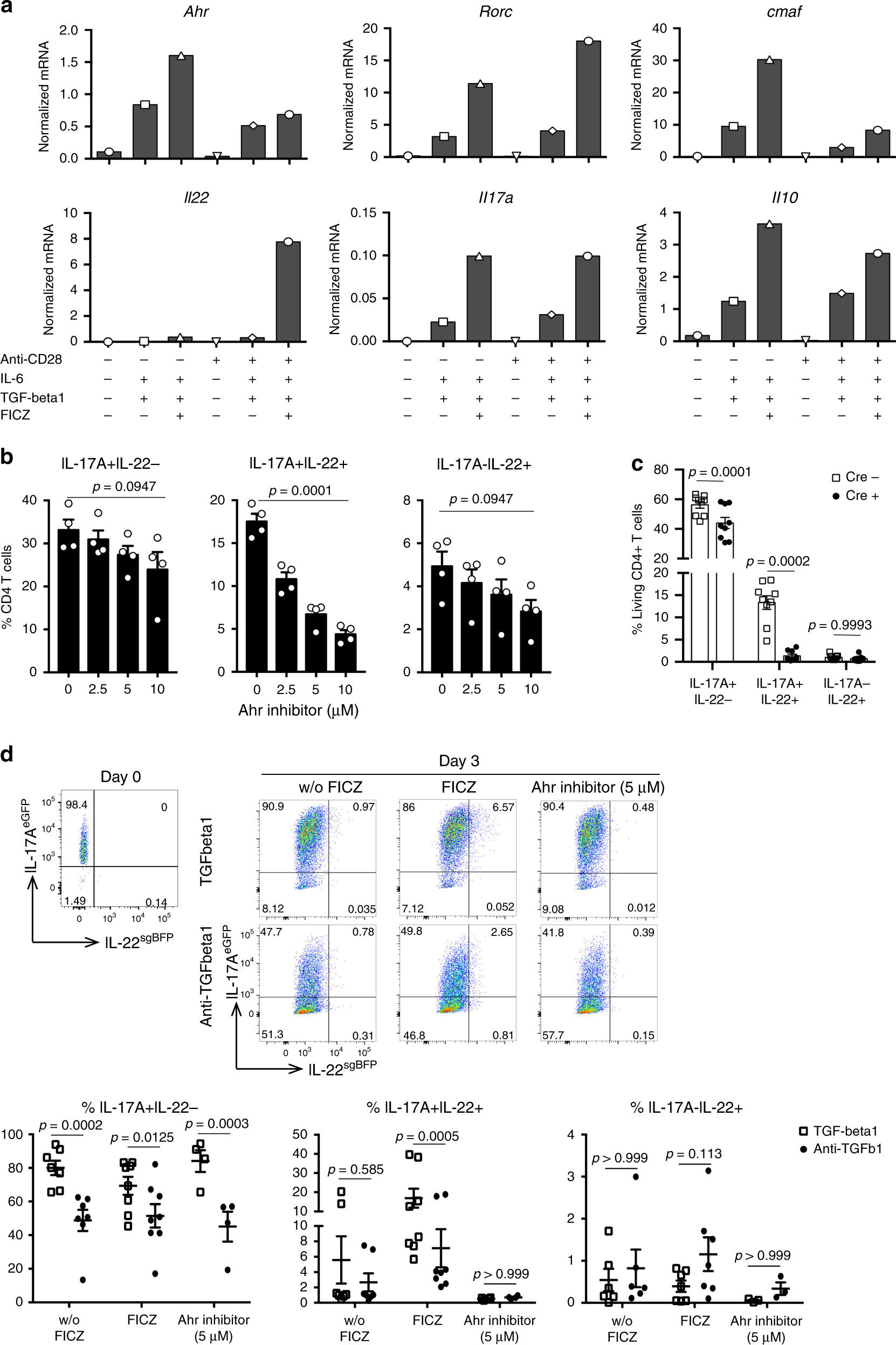 Fig. 5: AhR signaling mediated the effects of TGF- β1 on the emergence of IL-17+IL-22+ T cells.