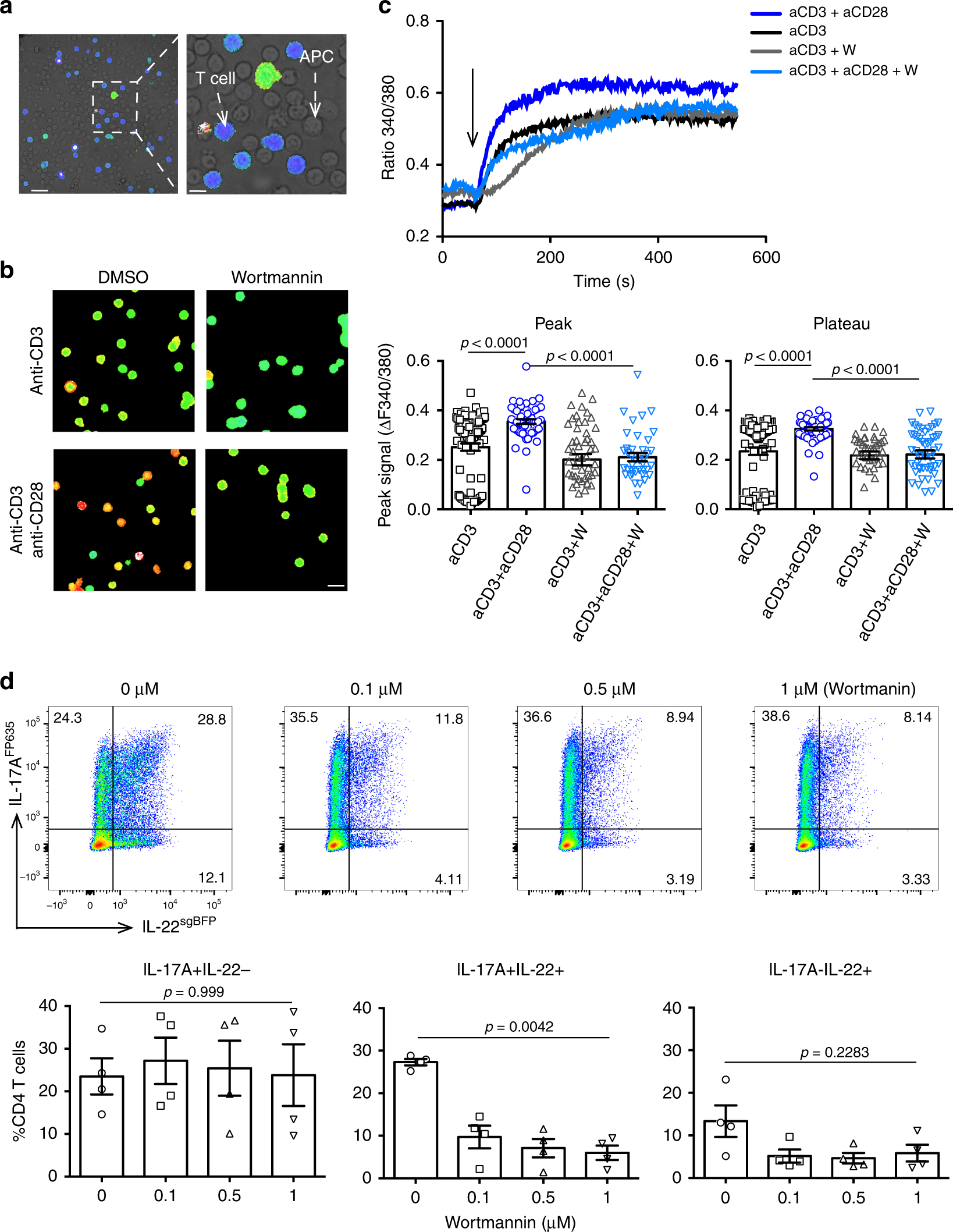 Fig. 6: PI3 kinase mediates the differentiation of IL-17+IL-22+ T cells. Total CD4+ T cells and APCs were isolated from spleen of wild-type mice.