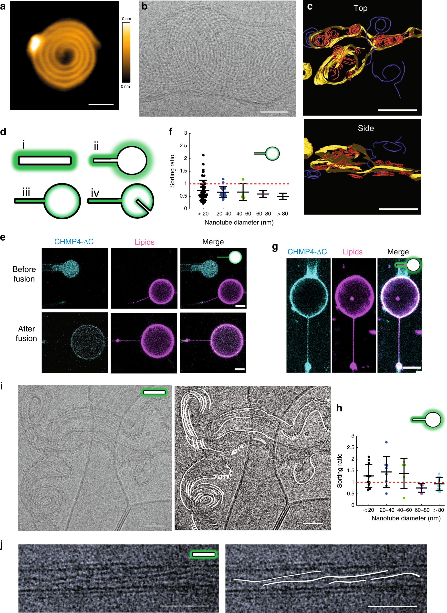 Human ESCRT-III polymers assemble on positively curved membranes and induce  helical membrane tube formation | Nature Communications