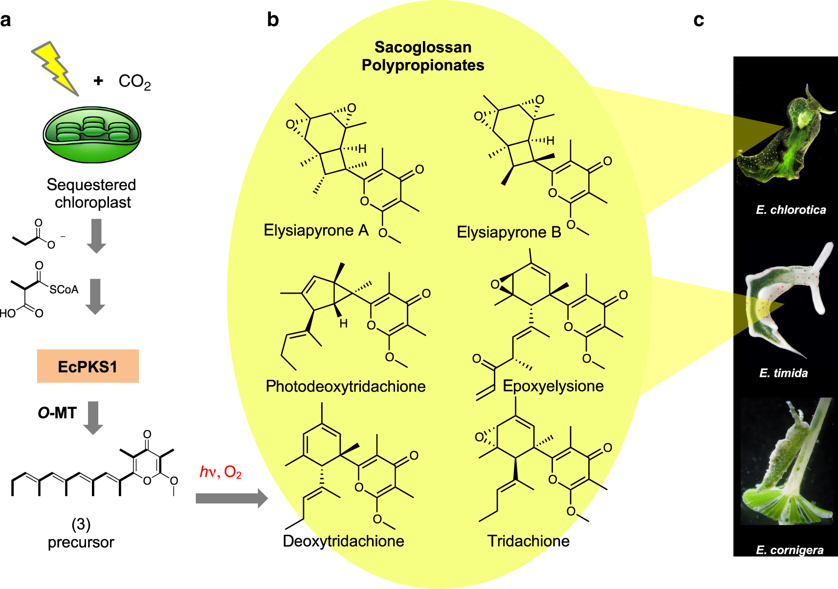Animal biosynthesis of complex polyketides in a photosynthetic partnership  | Nature Communications