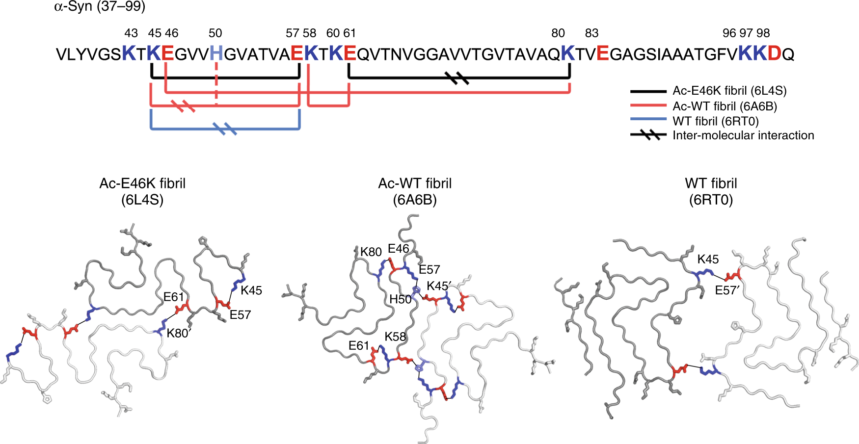 Fig. 5: Electrostatic interactions in α-syn fibril polymorphs.
