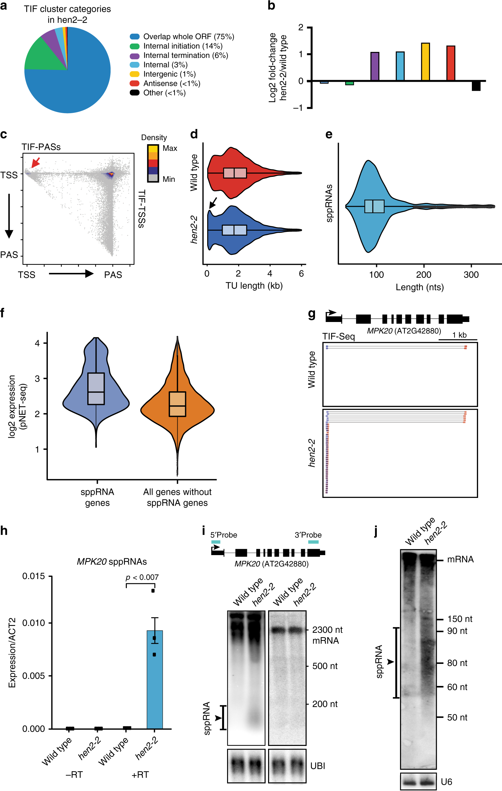 Fig. 3: TIF-seq in hen2-2 reveals promoter-proximal termination.