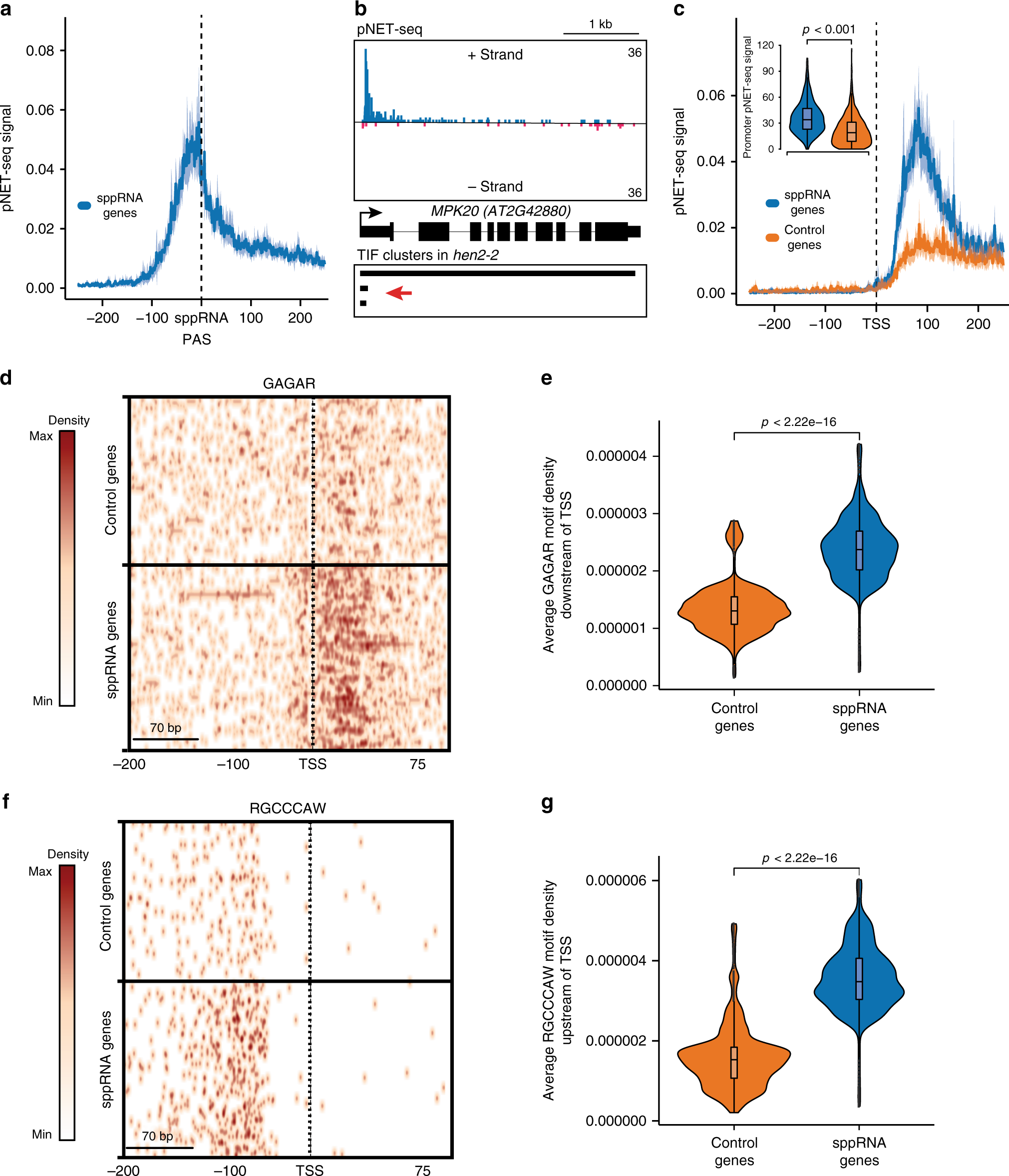 Fig. 5: RNAPII stalling coincides with regulated termination near Arabidopsis promoters.
