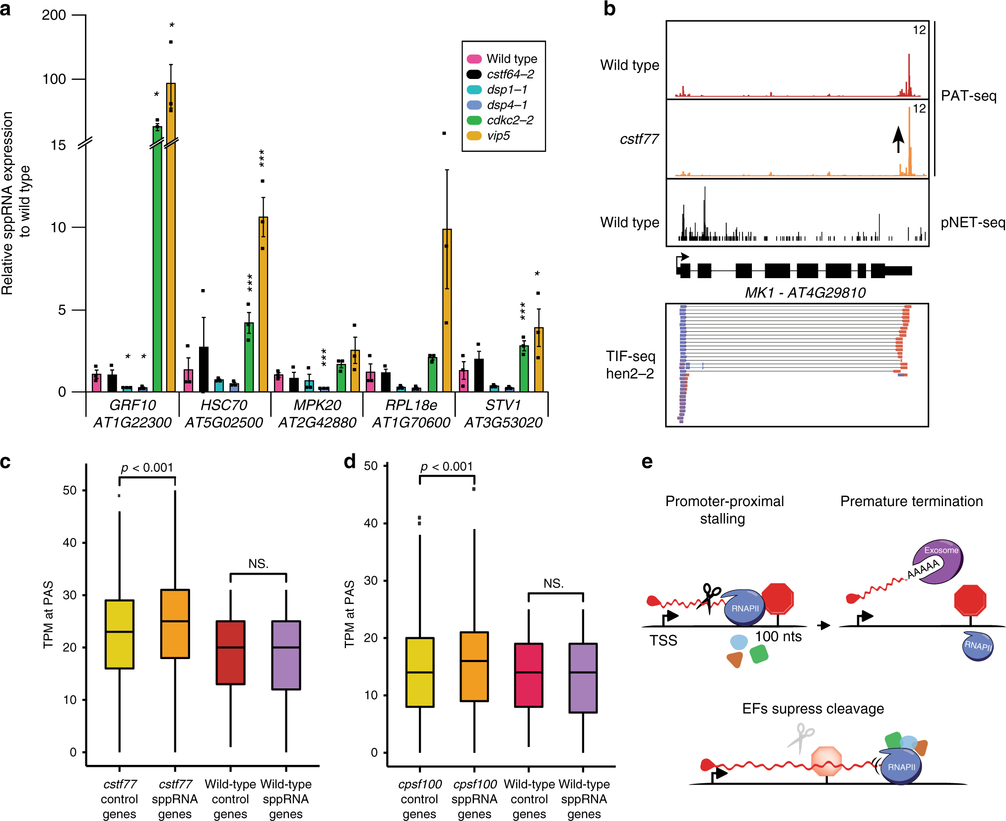 Fig. 6: RNAPII elongation and termination shape transcript isoforms.