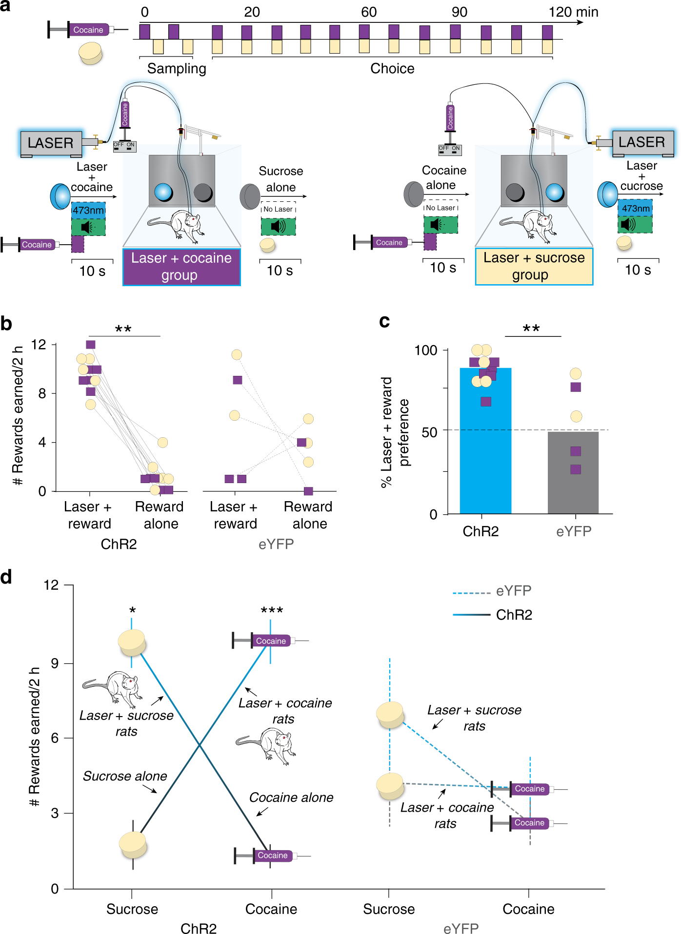 Fig. 2: CeA ChR2 pairing controls pursuit of sucrose vs. cocaine.