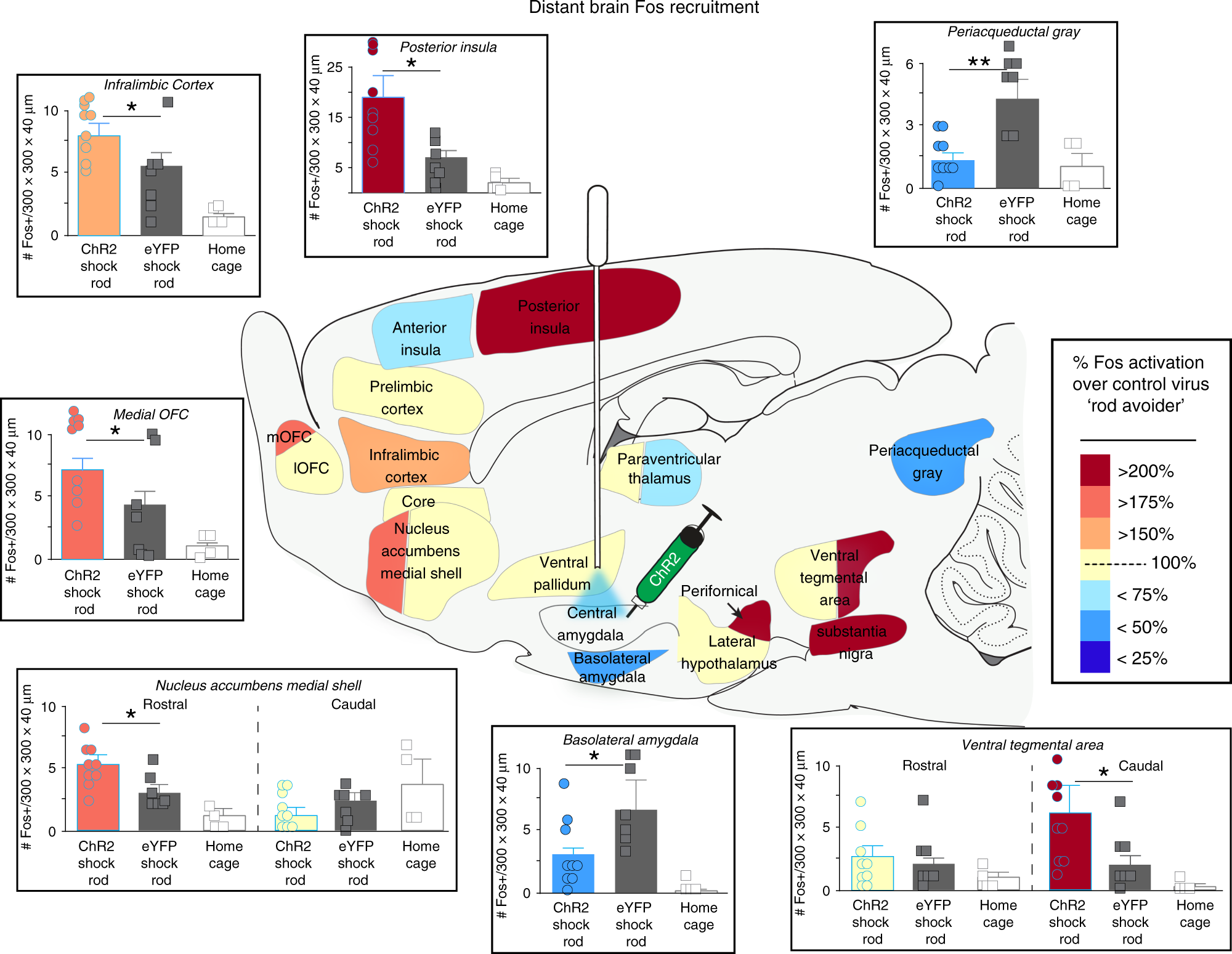 Fig. 5: CeA ChR2 shock-rod attraction recruits mesocorticolimbic incentive circuitry.