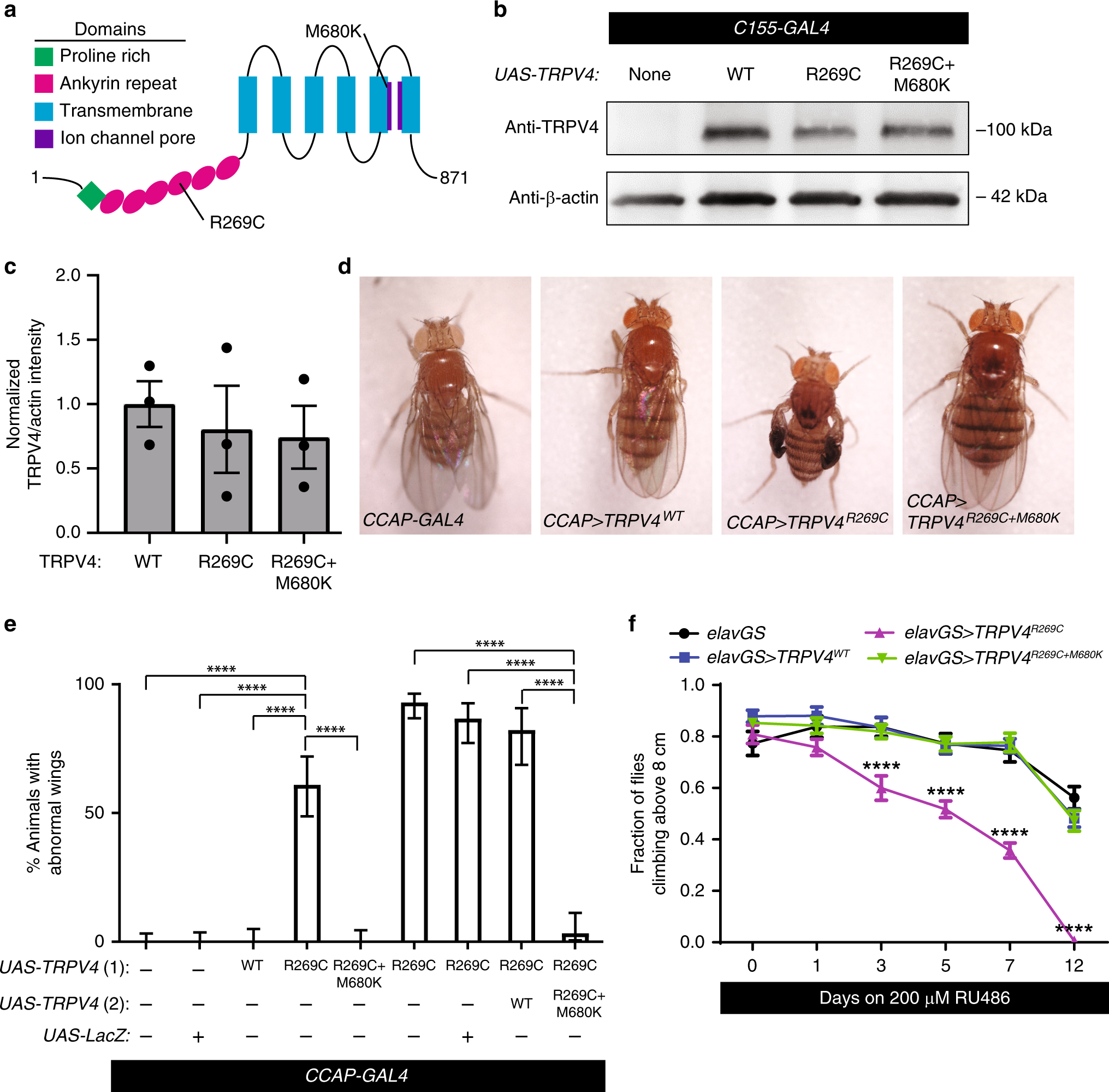 TRPV4 disrupts mitochondrial transport and causes axonal degeneration via a  CaMKII-dependent elevation of intracellular Ca2+ | Nature Communications