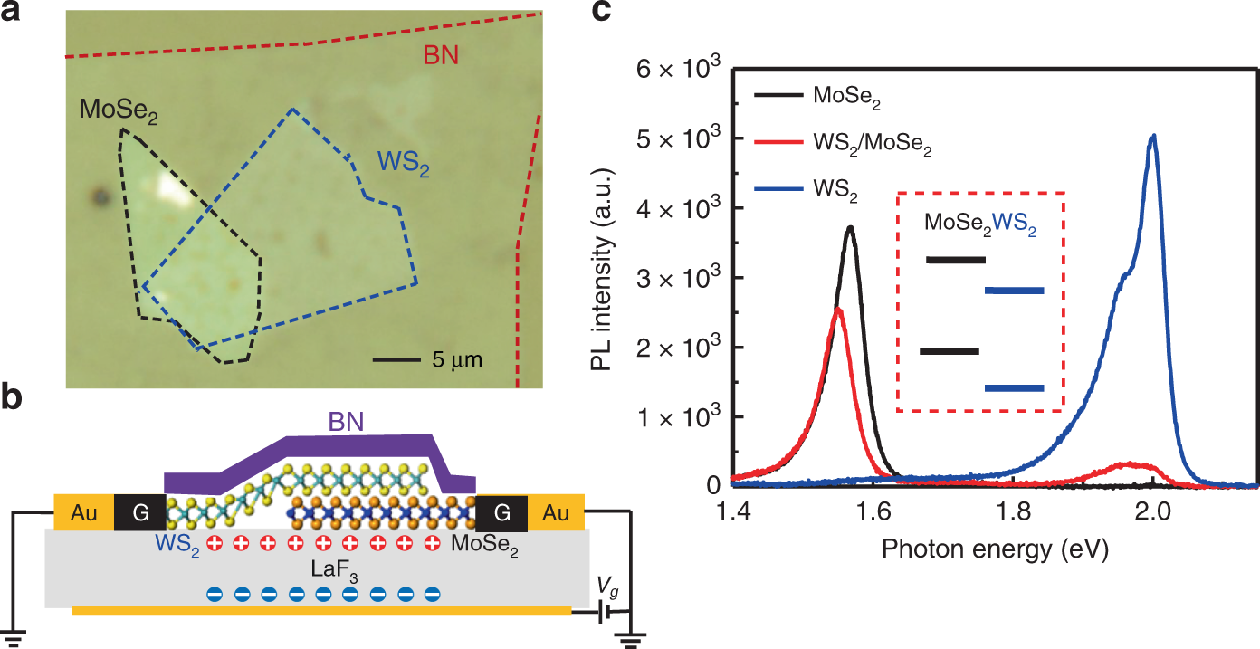 Fig. 1: Monolayer MoSe2/WS2 heterostructure device.