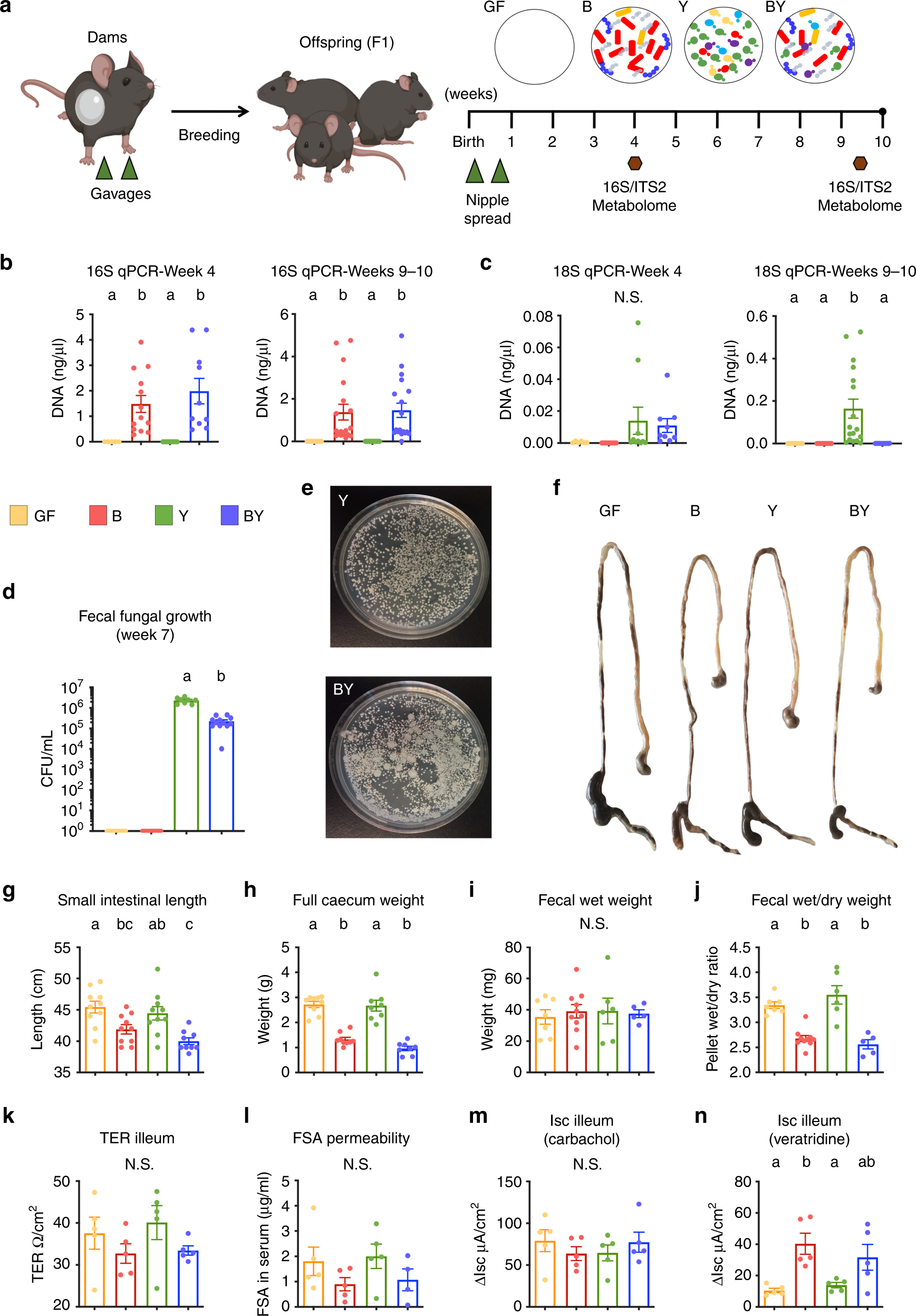 Intestinal fungi are causally implicated in microbiome assembly and immune  development in mice | Nature Communications