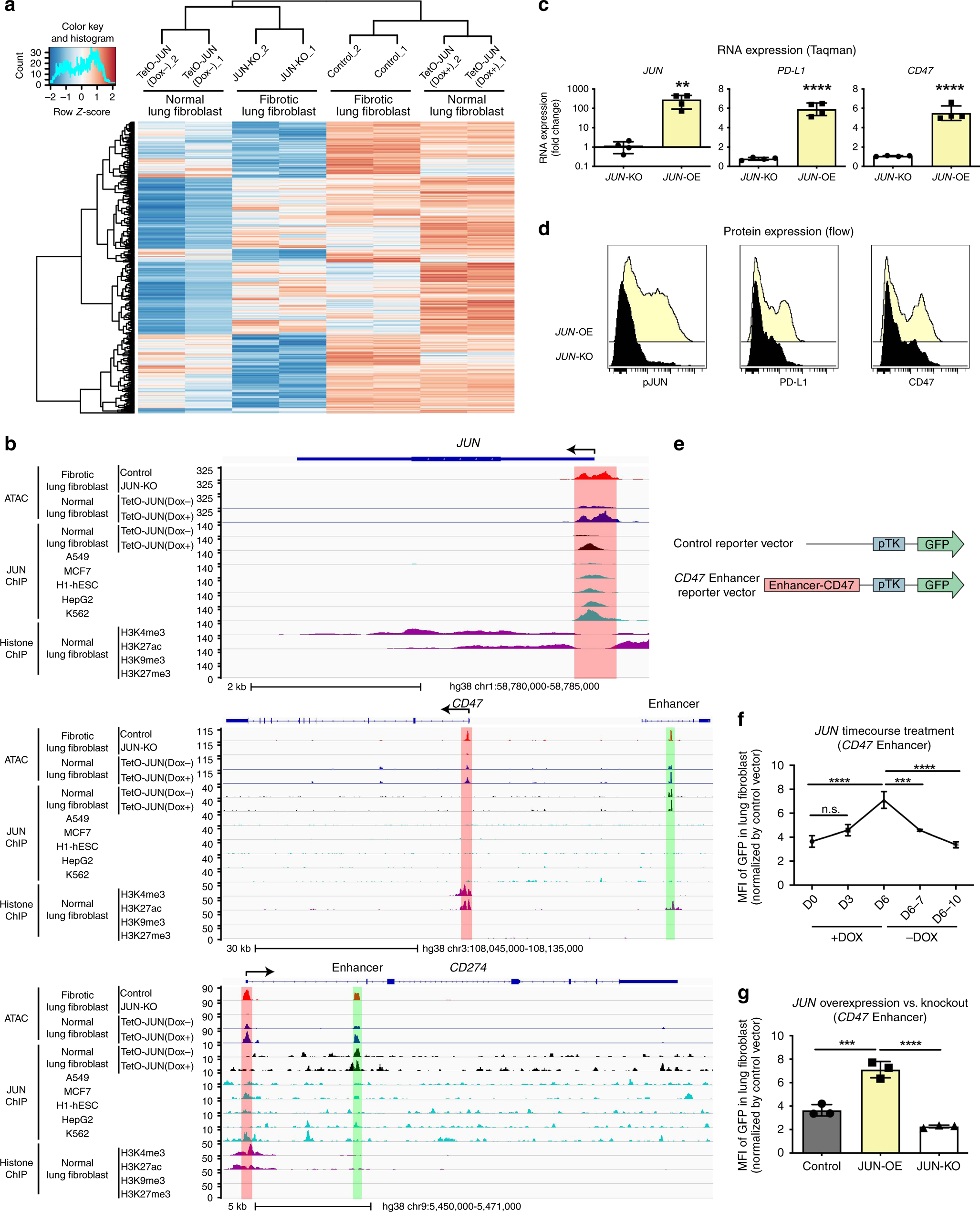 Fig. 4: Accessibility of PD-L1 (CD274) and CD47 depended on JUN.