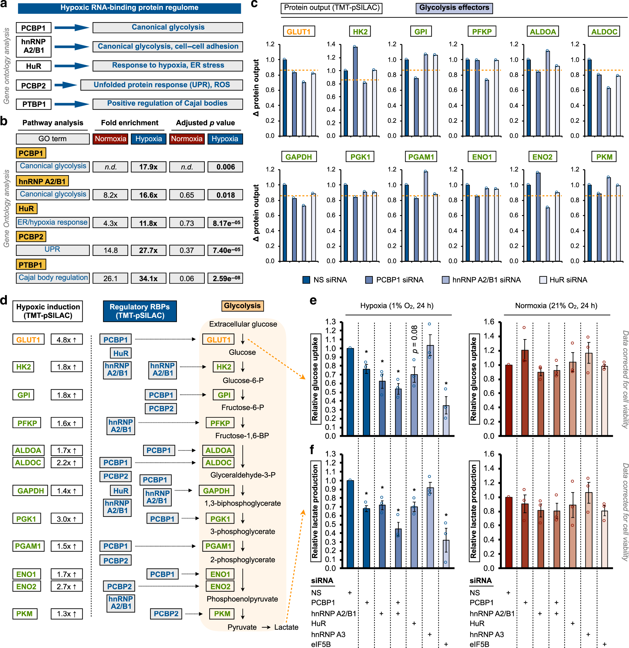 Fig. 3: Oxygen-dependent reconfiguration of RBP-regulated cellular networks.