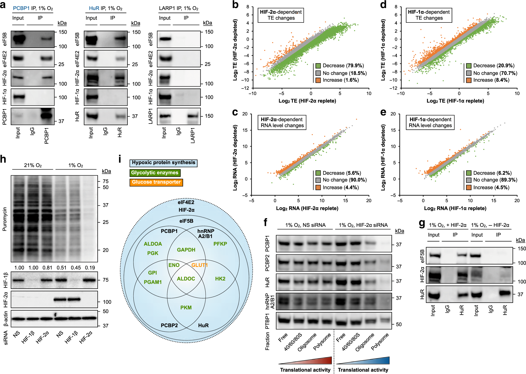 Fig. 5: Oxygen-sensitive RBPs collaborate with the hypoxic protein synthesis machinery.