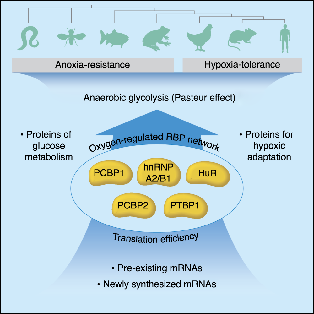 Fig. 7: A network of RBPs activates anaerobic glycolysis through translation efficiency.