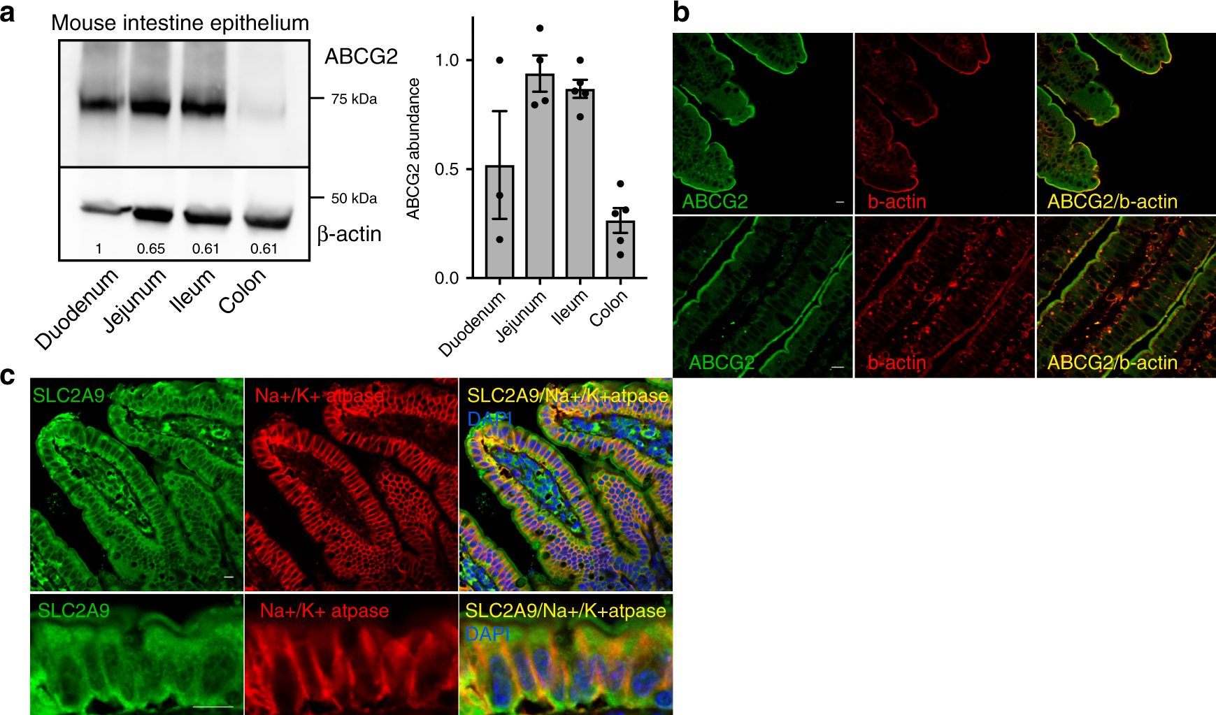 Fig. 6: Localization of ABCG2 in mouse intestine epithelium.
