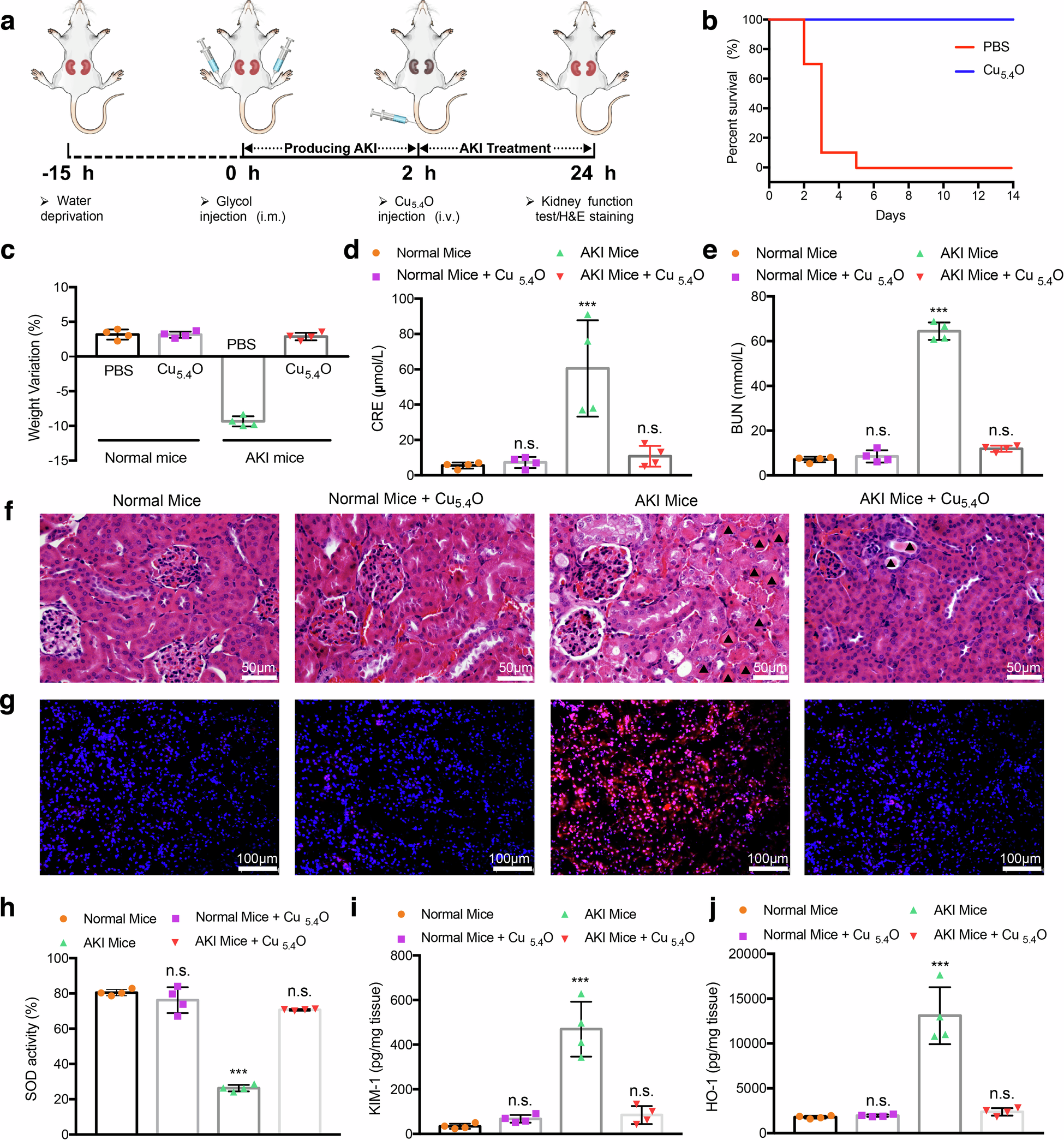 Fig. 7: Ttherapeutic efficiency of Cu5.4O USNPs on AKI mice.