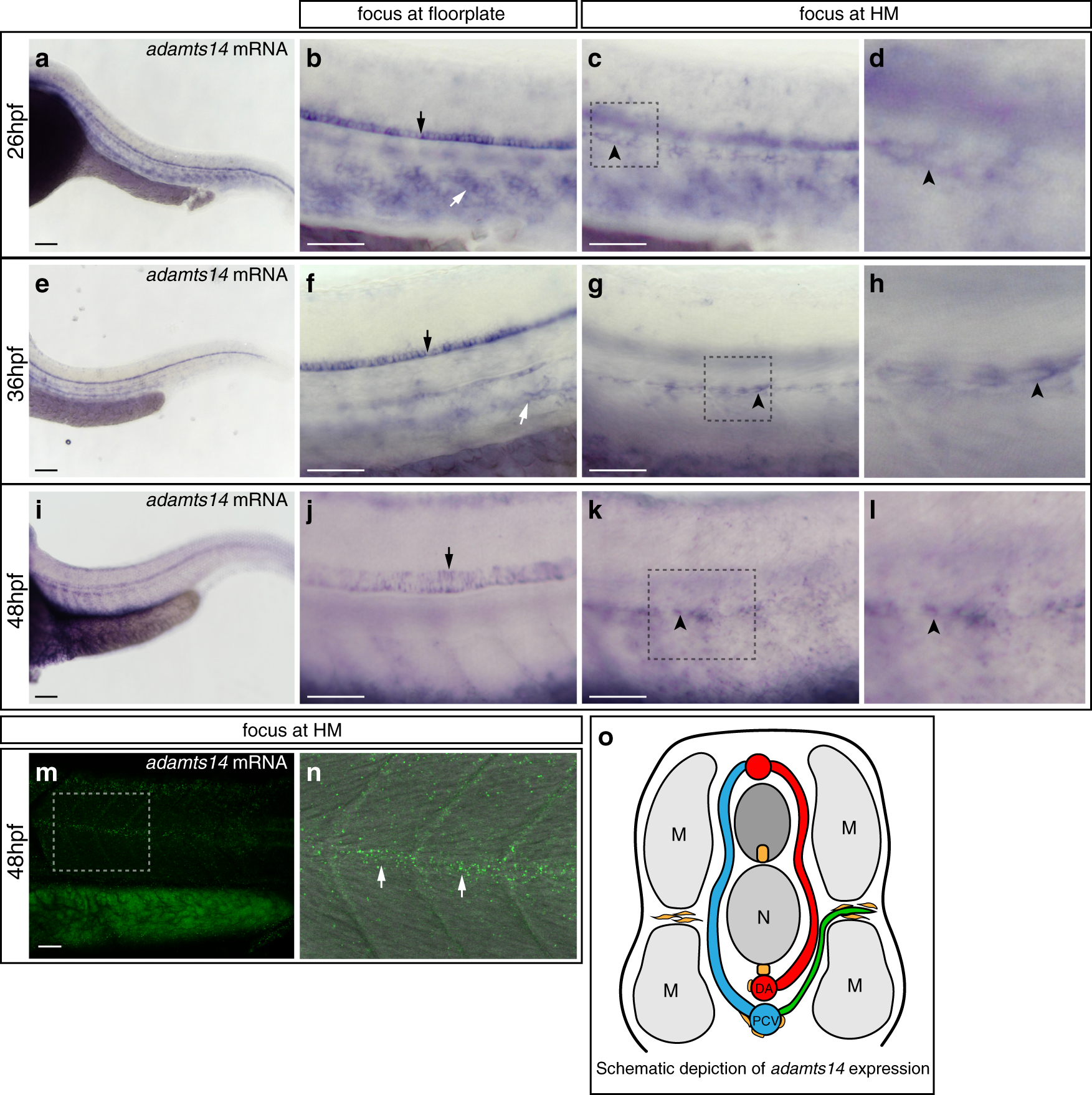 Fig. 4: adamts14 expression can be detected in the floorplate and at the horizontal myoseptum.