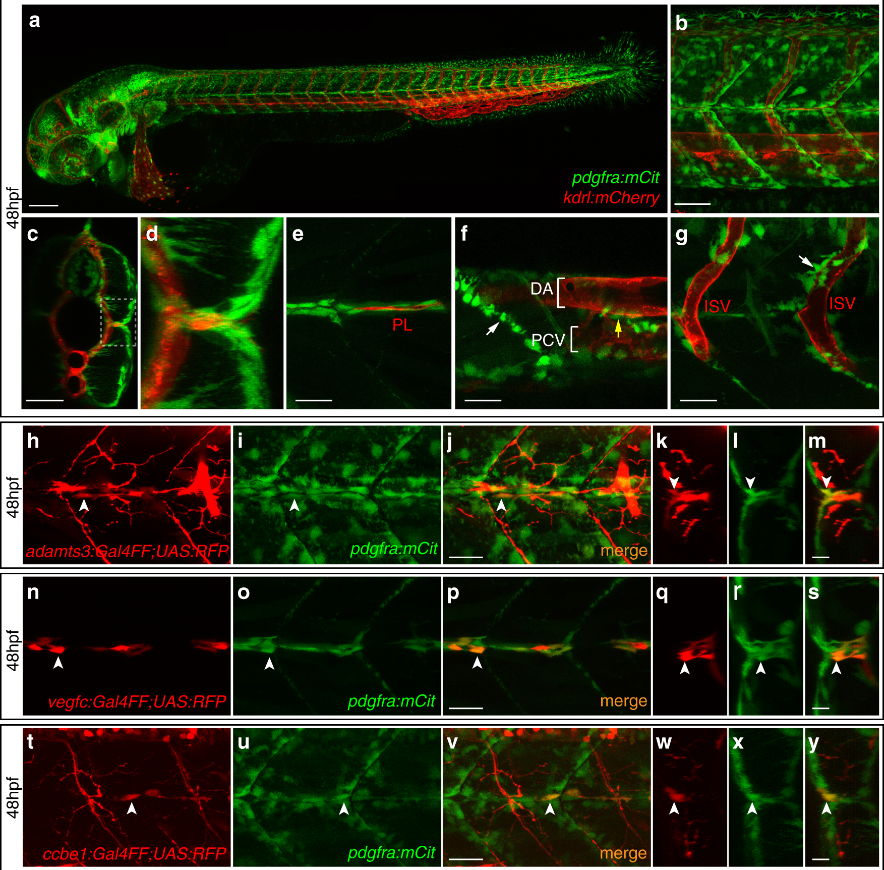 Fig. 8: Co-expression of adamts3, ccbe1, and vegfc with pdgfra at the horizontal myoseptum.