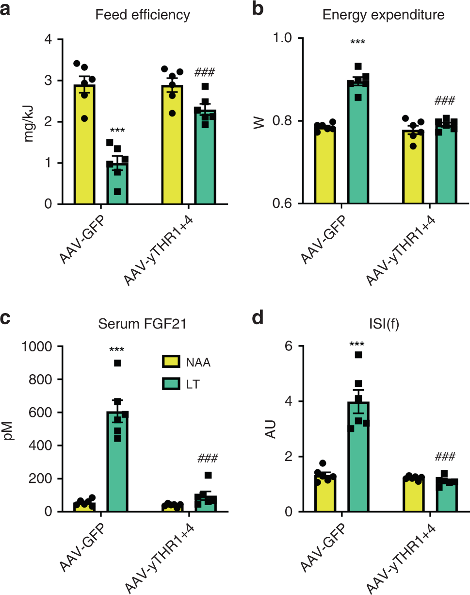 Fig. 7: Enforced hepatic threonine biosynthetic capacity reverses the systemic metabolic effects to dietary threonine restriction.