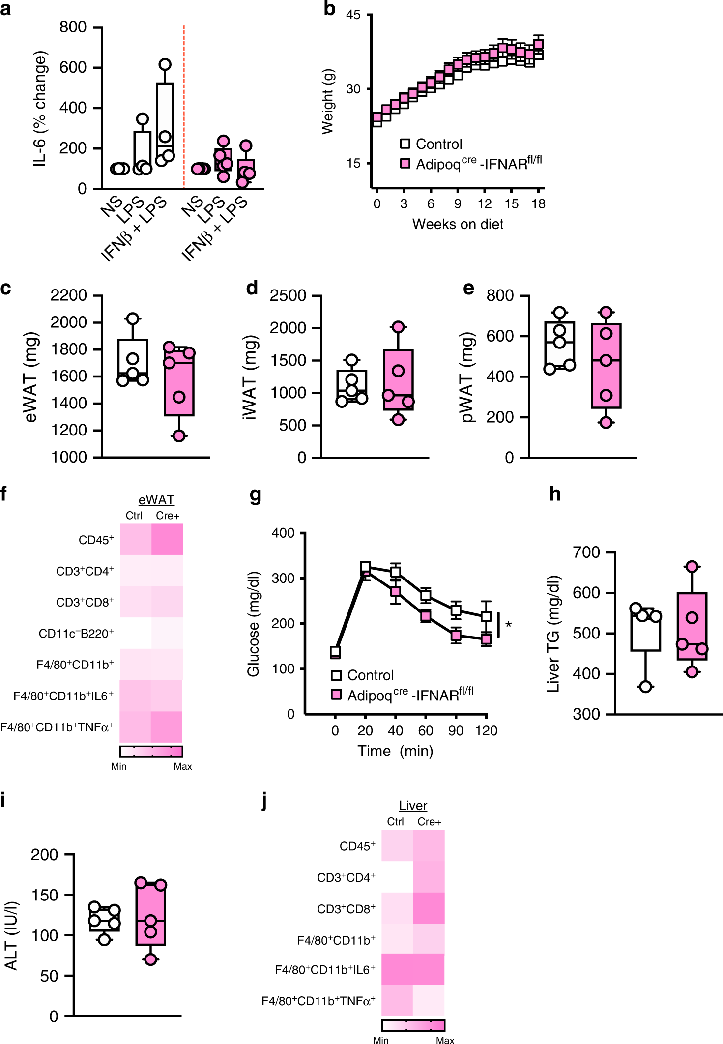 Fig. 6: Adipocyte-intrinsic IFNAR axis is a contributor to the severity of obesity-associated sequelae.