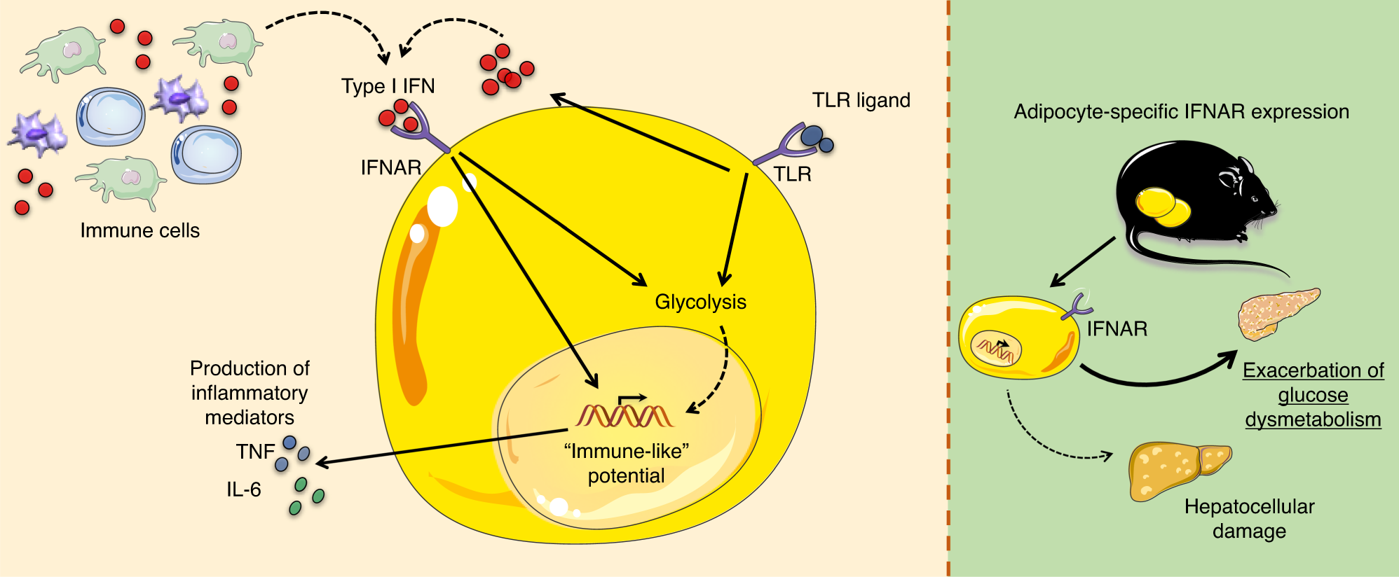 Fig. 8: Type I IFN/IFNAR axis is a regulator of adipocyte-intrinsic inflammatory potential.