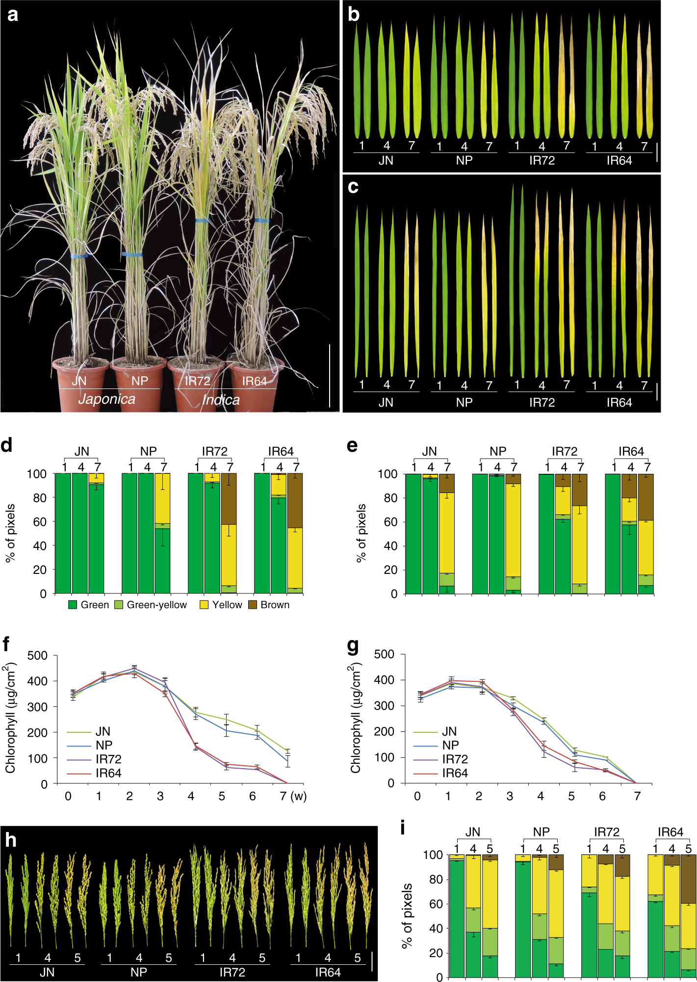 Natural variations at the Stay-Green gene promoter control lifespan and  yield in rice cultivars | Nature Communications