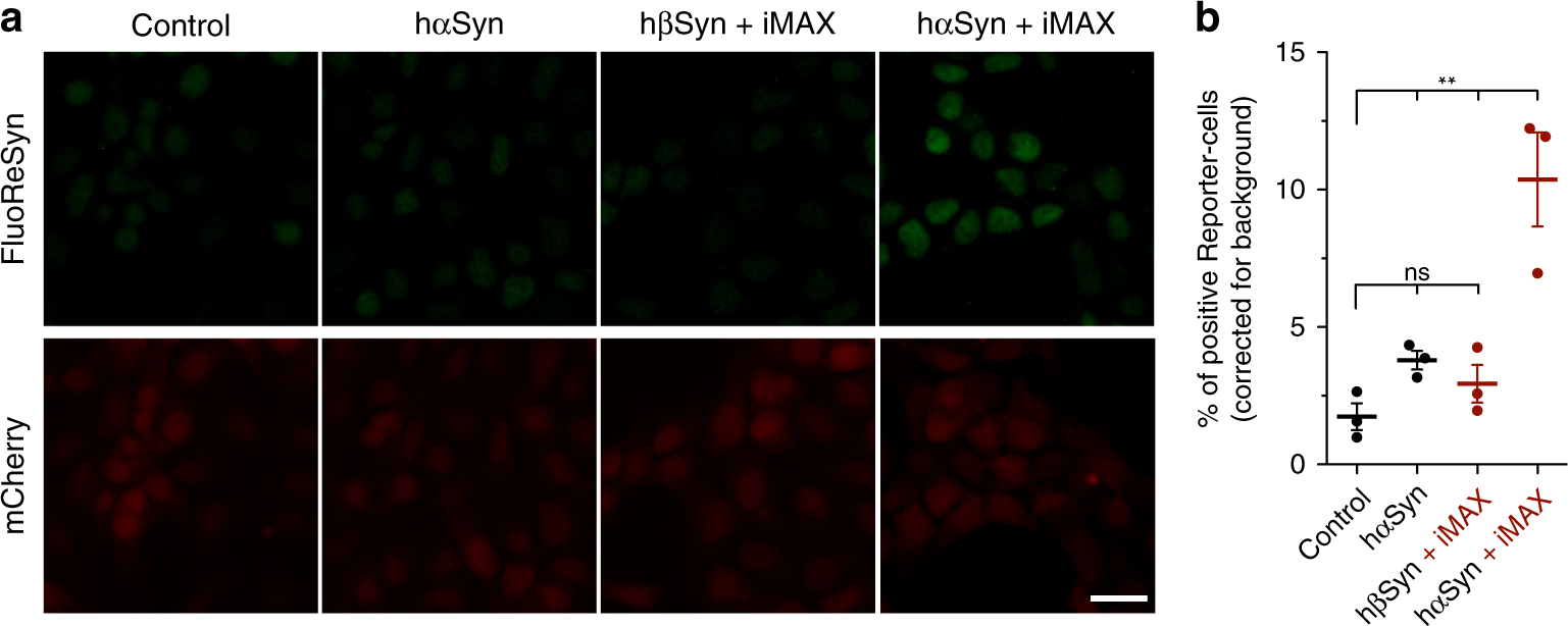 Fig. 5: Transmission of recombinant hαSyn into Reporter-cells.