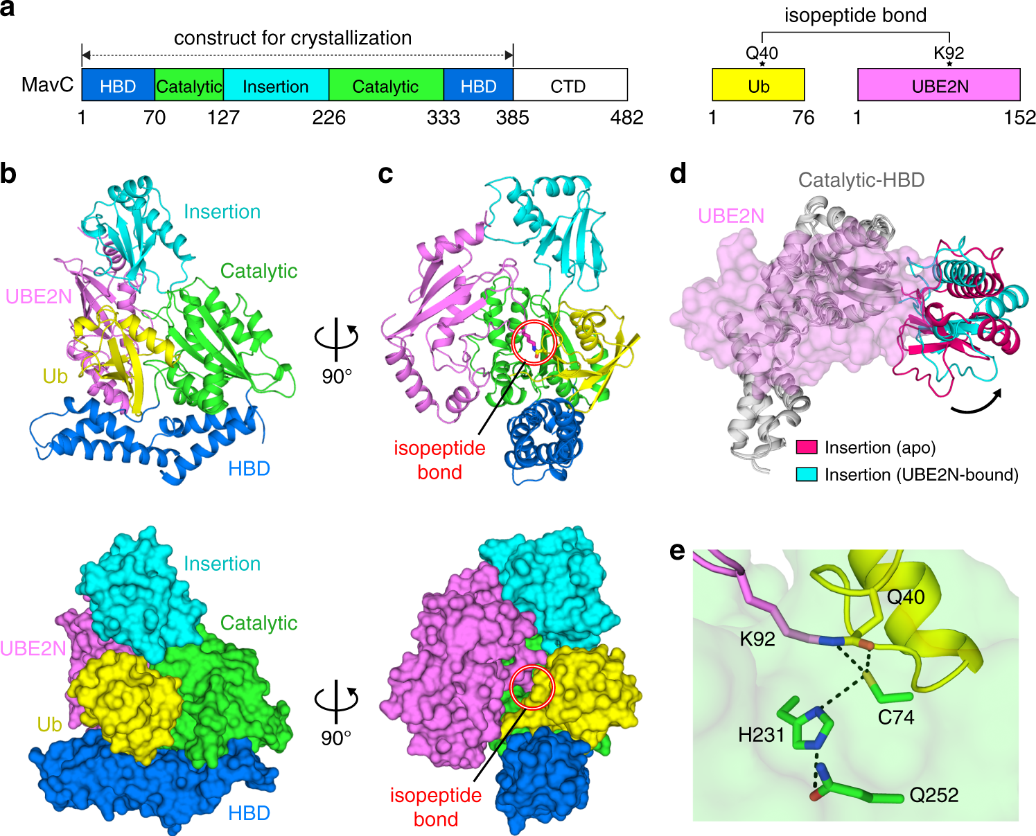 Fig. 1: Structure of MavC in complex with conjugated UBE2N~Ub.