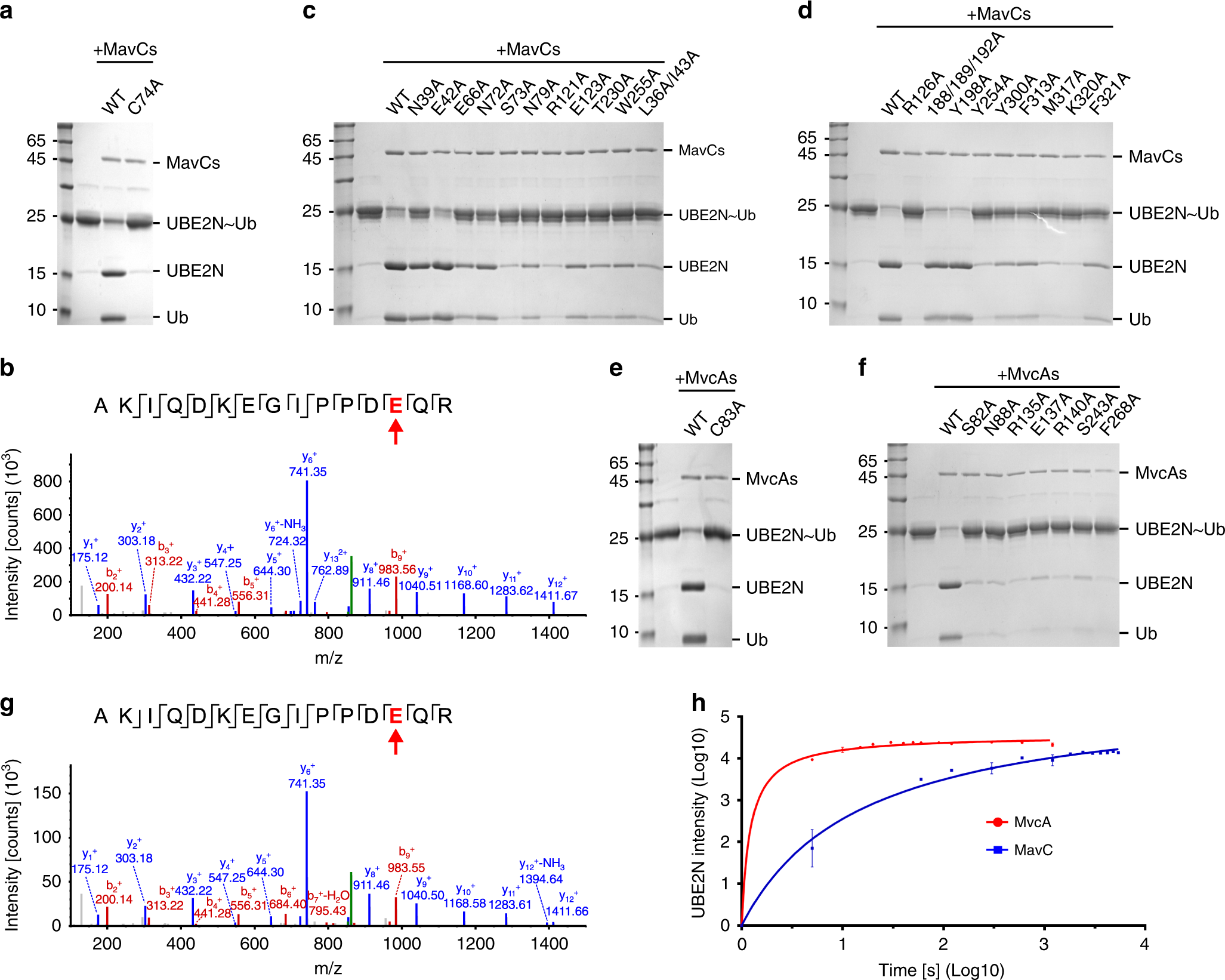 Fig. 4: MavC and MvcA can remove MavC-mediated ubiquitination.