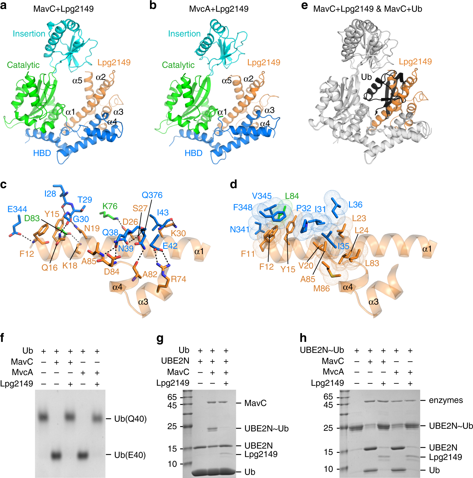 Fig. 5: Structures of Lpg2149 in complex with MavC and MvcA.