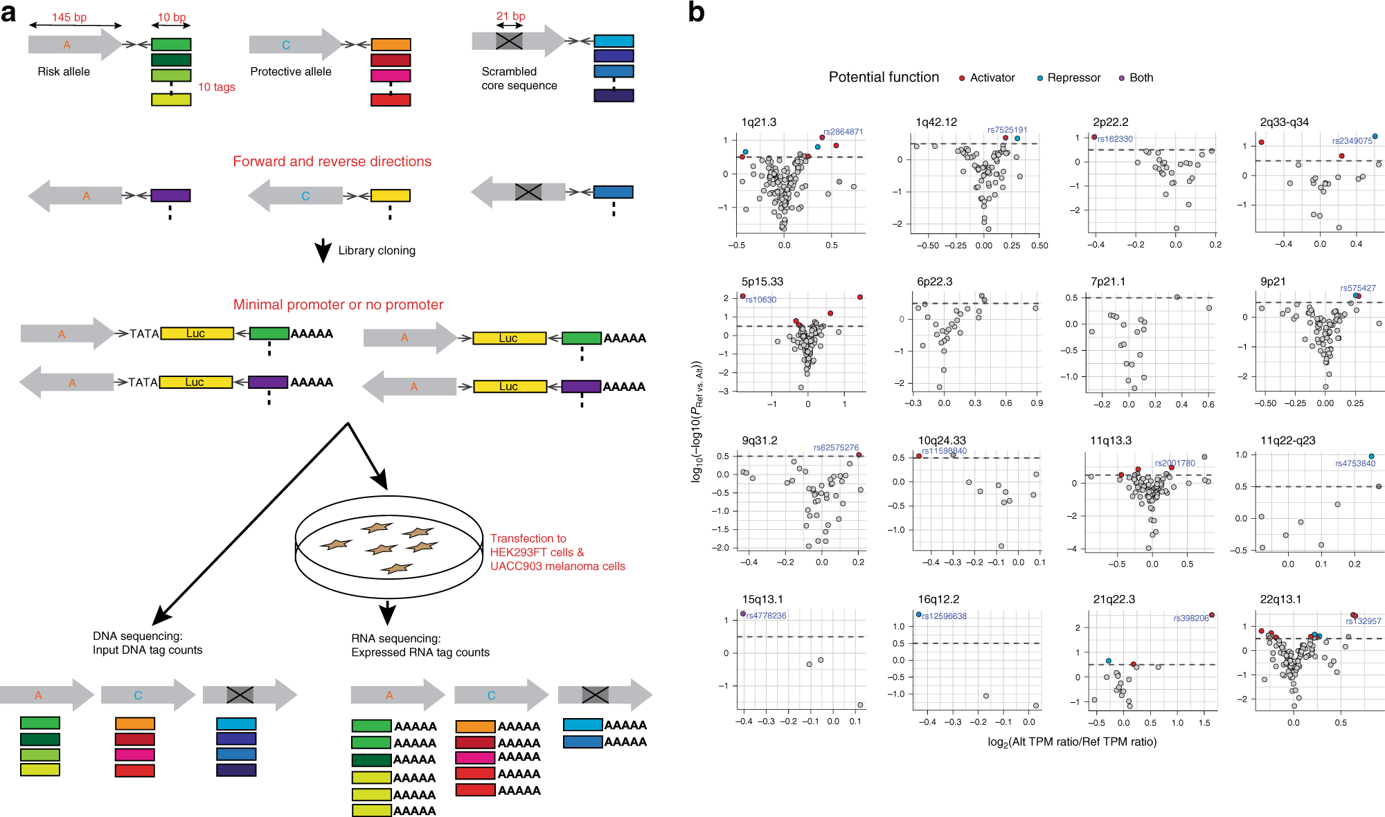 Fig. 1: MPRA identified 39 functional variants from 16 melanoma GWAS loci.