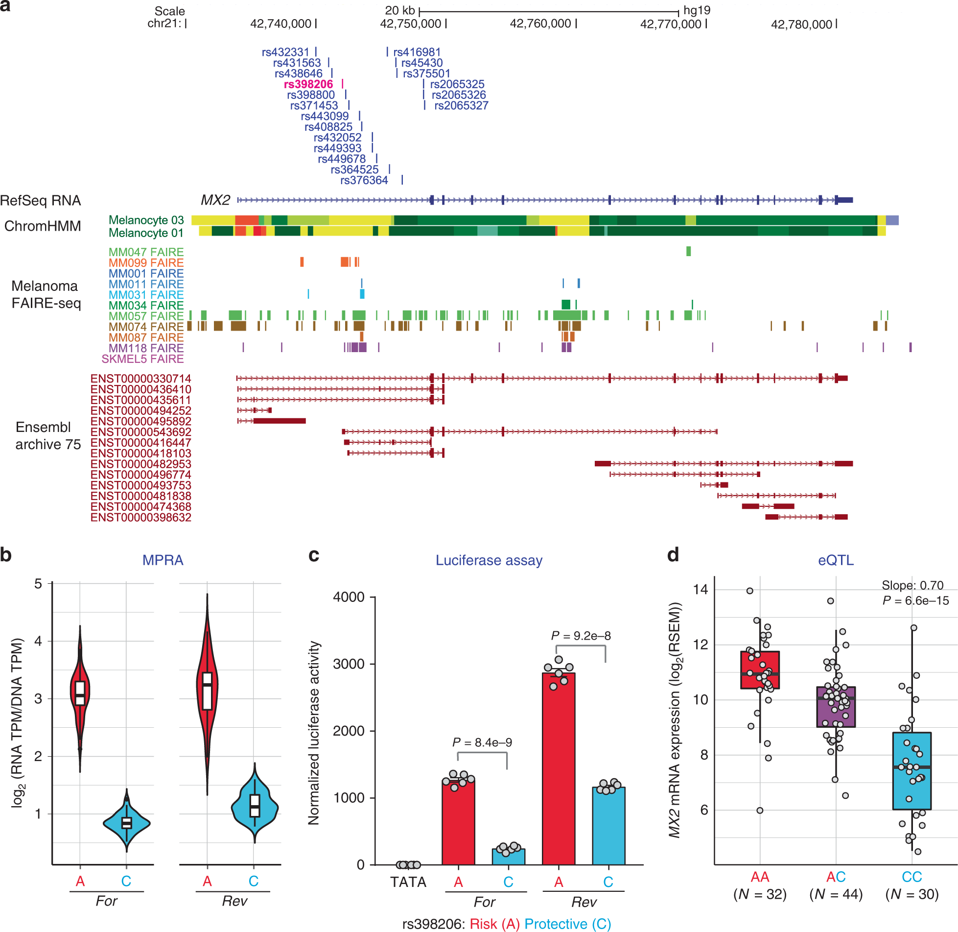Fig. 2: rs398206 is a functional cis-regulatory variant and a significant cis-eQTL for MX2 levels in melanocytes.