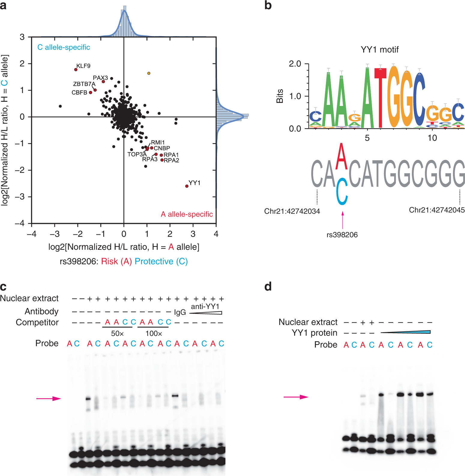 Fig. 3: rs398206 displays allele-preferential binding to YY1.