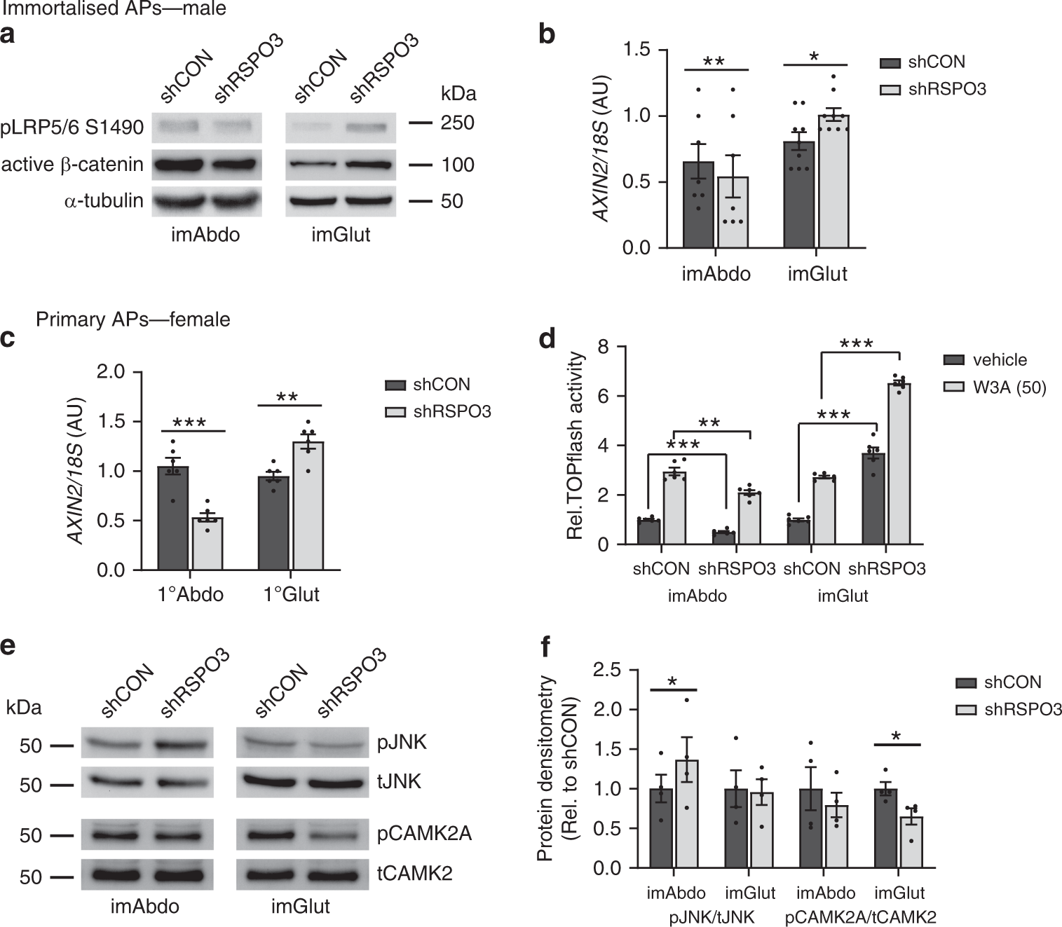 Fig. 5: Effects of RSPO3-KD on canonical and non-canonical WNT signalling in SC abdominal and gluteal APs.