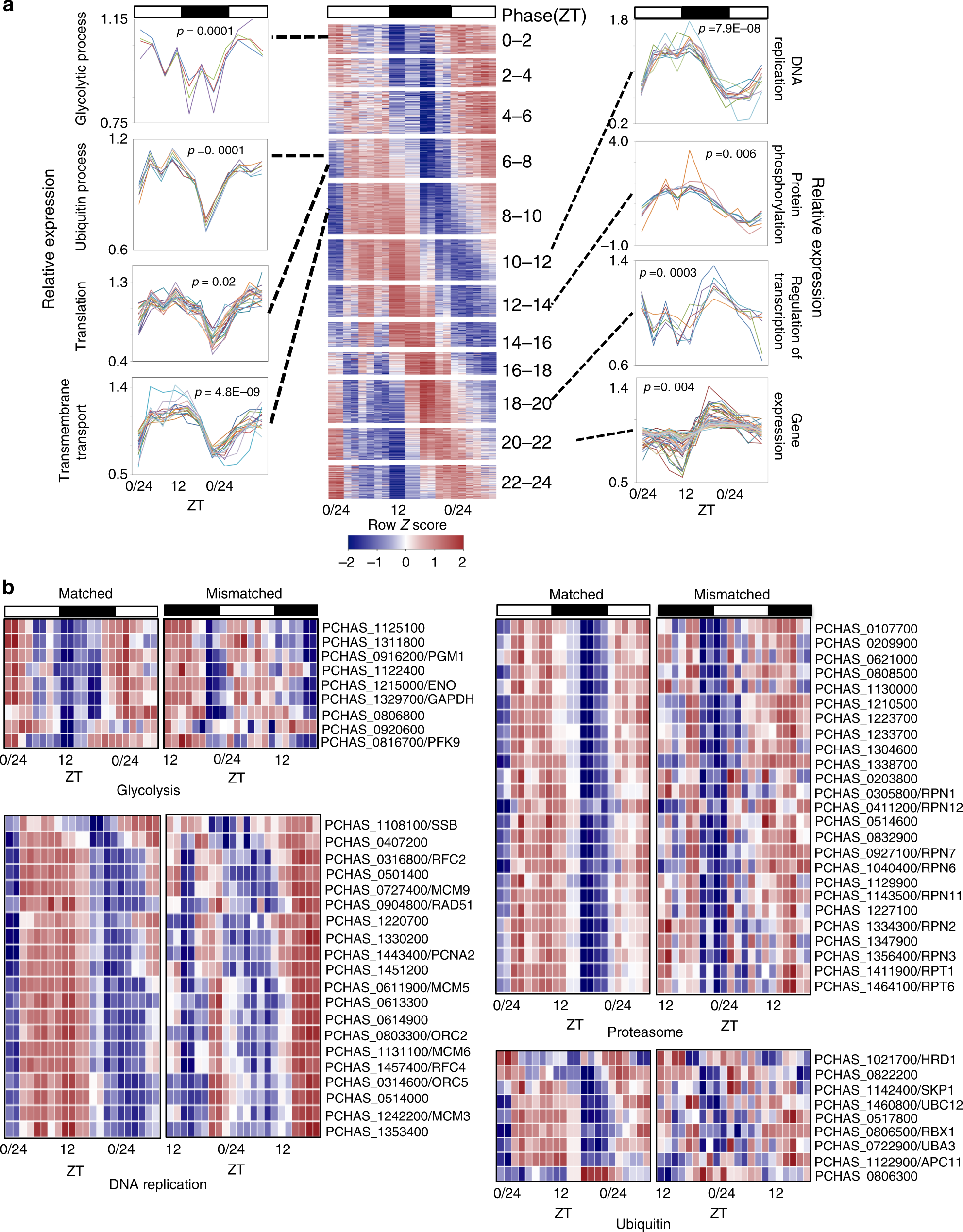 Fig. 2: Biological pathways affected by mismatch to the phase of host rhythms.