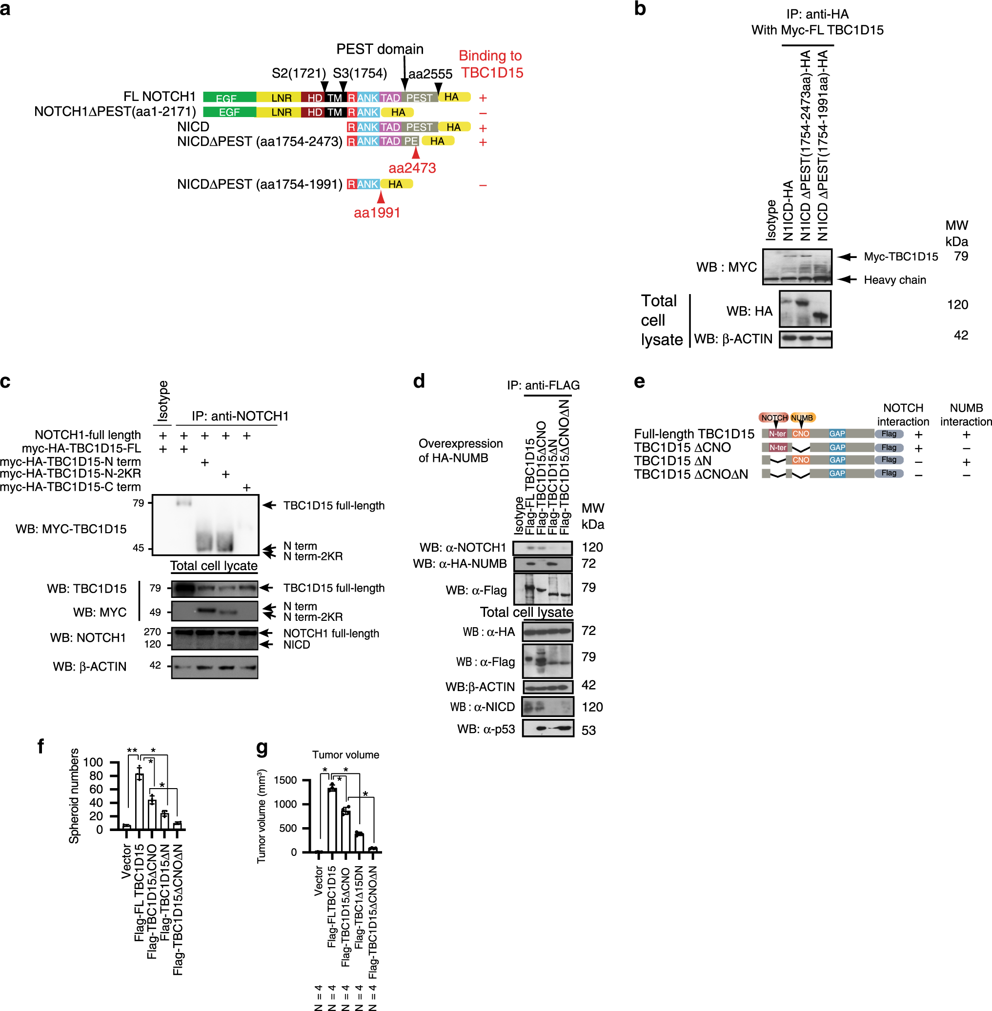 Fig. 4: NOTCH1 C-terminal PEST domain interacts with N-terminus of TBC1D15 for cooperative oncogenic activity.