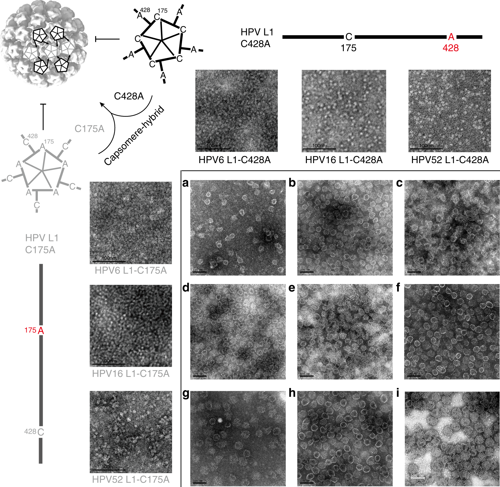 papilloma virus h16