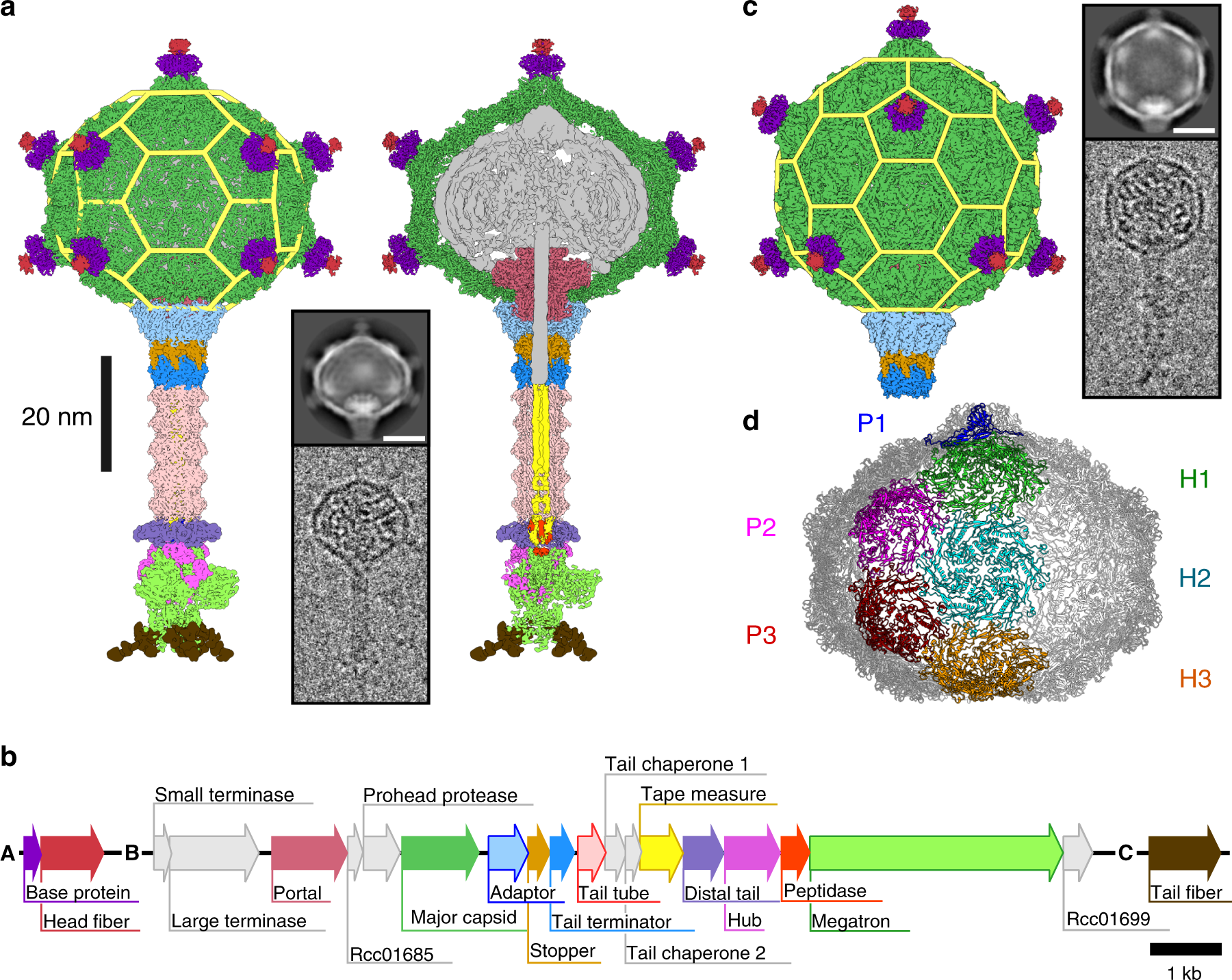 Structure And Mechanism Of Dna Delivery Of A Gene Transfer Agent Nature Communications