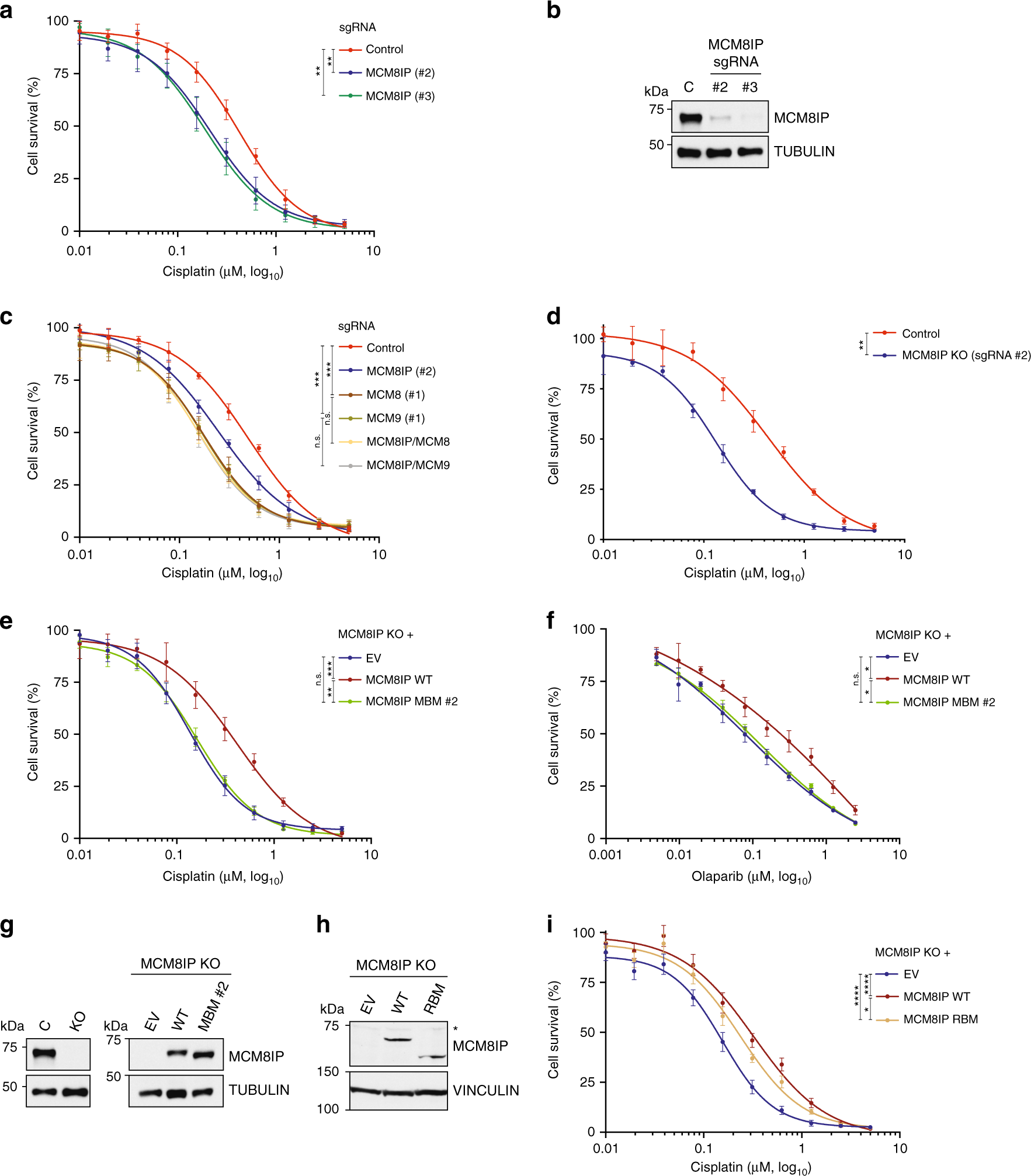 Fig. 6: Survival analysis in MCM8IP-deficient cells treated with cisplatin or olaparib.