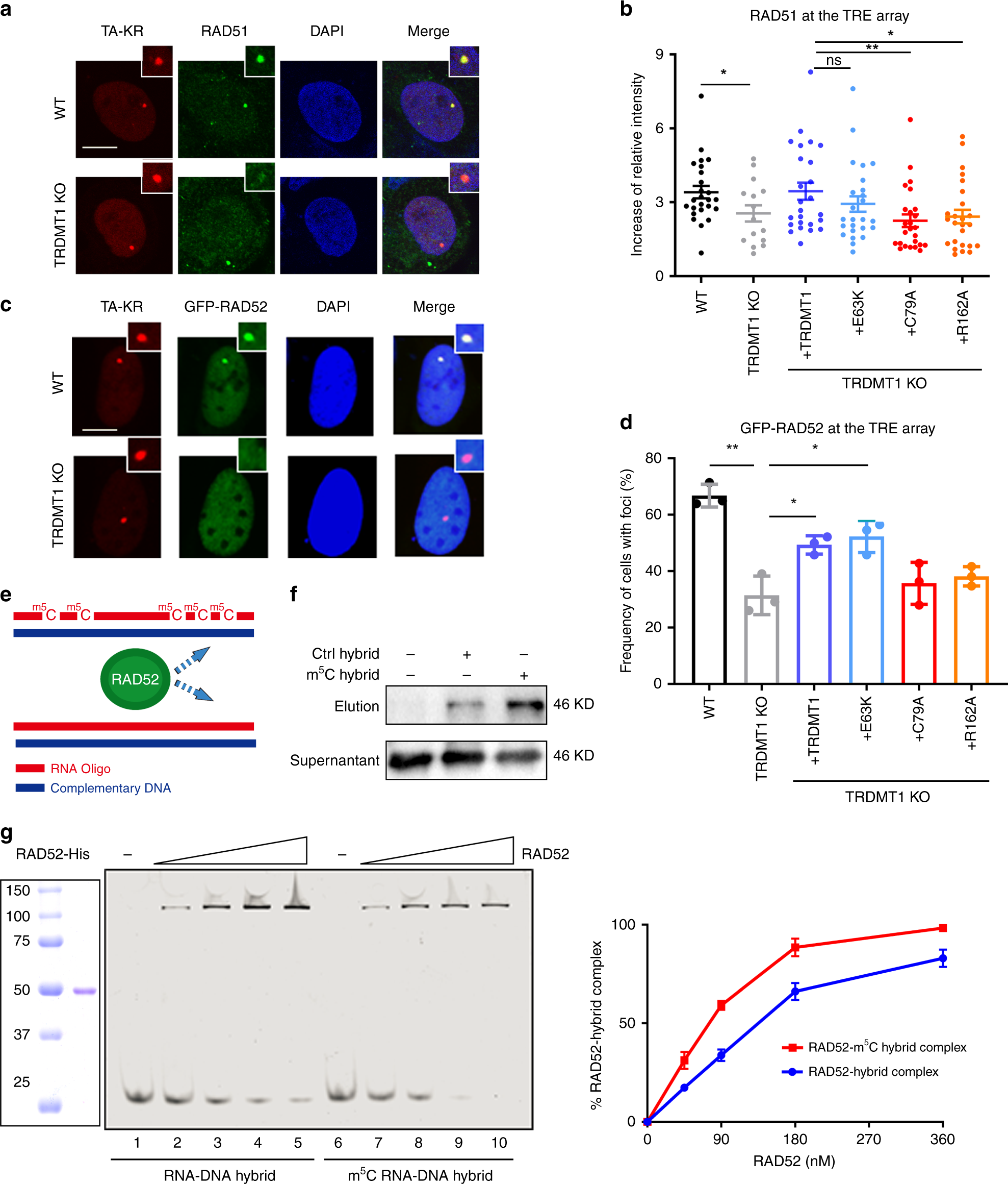 Fig. 4: RAD52 is a m5C reader.